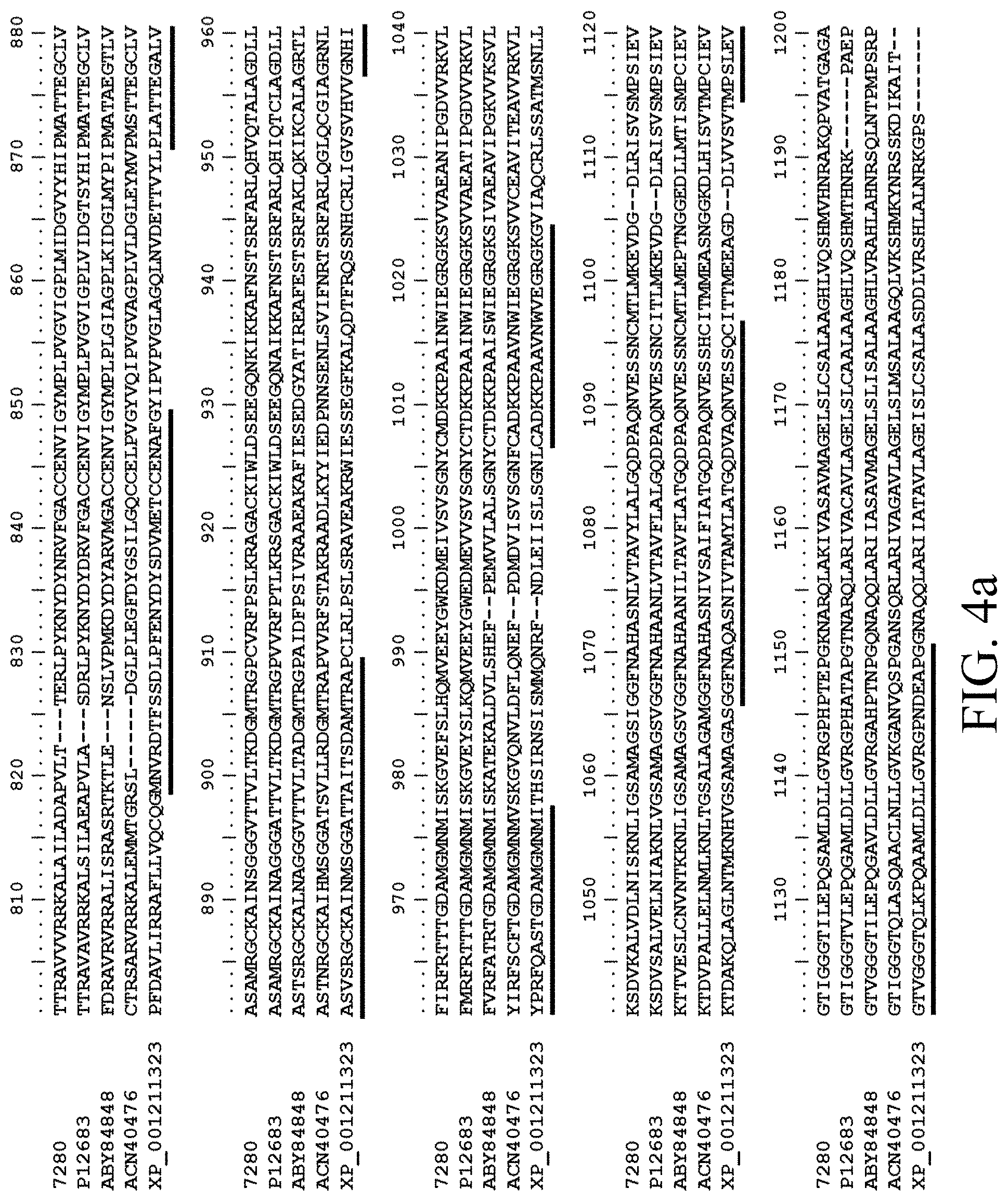 Patent US11781124 Figure 6 – Recombinant polynucleotide sequence for producing astaxanthin and uses thereof
