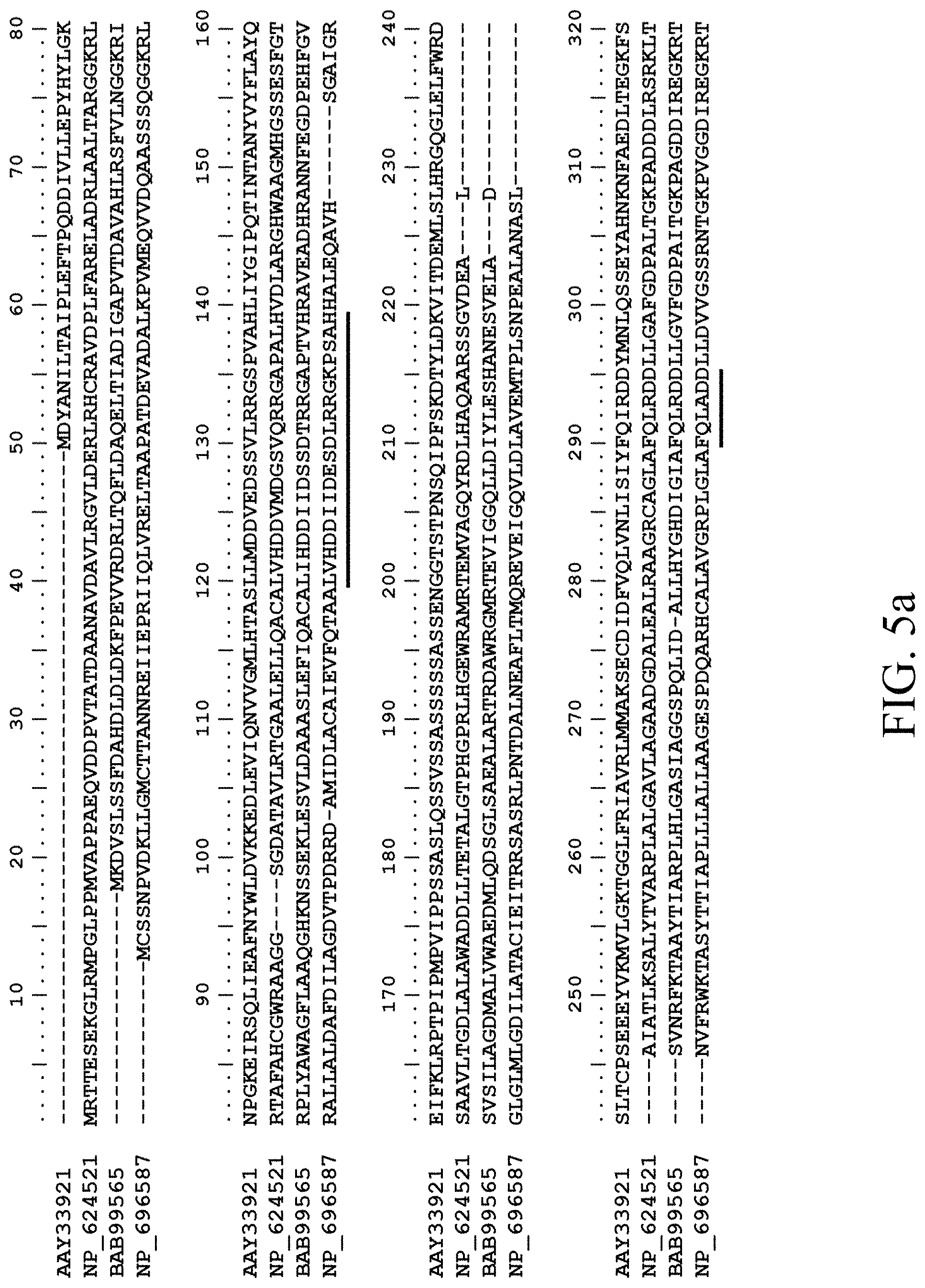 Patent US11781124 Figure 8 – Recombinant polynucleotide sequence for producing astaxanthin and uses thereof