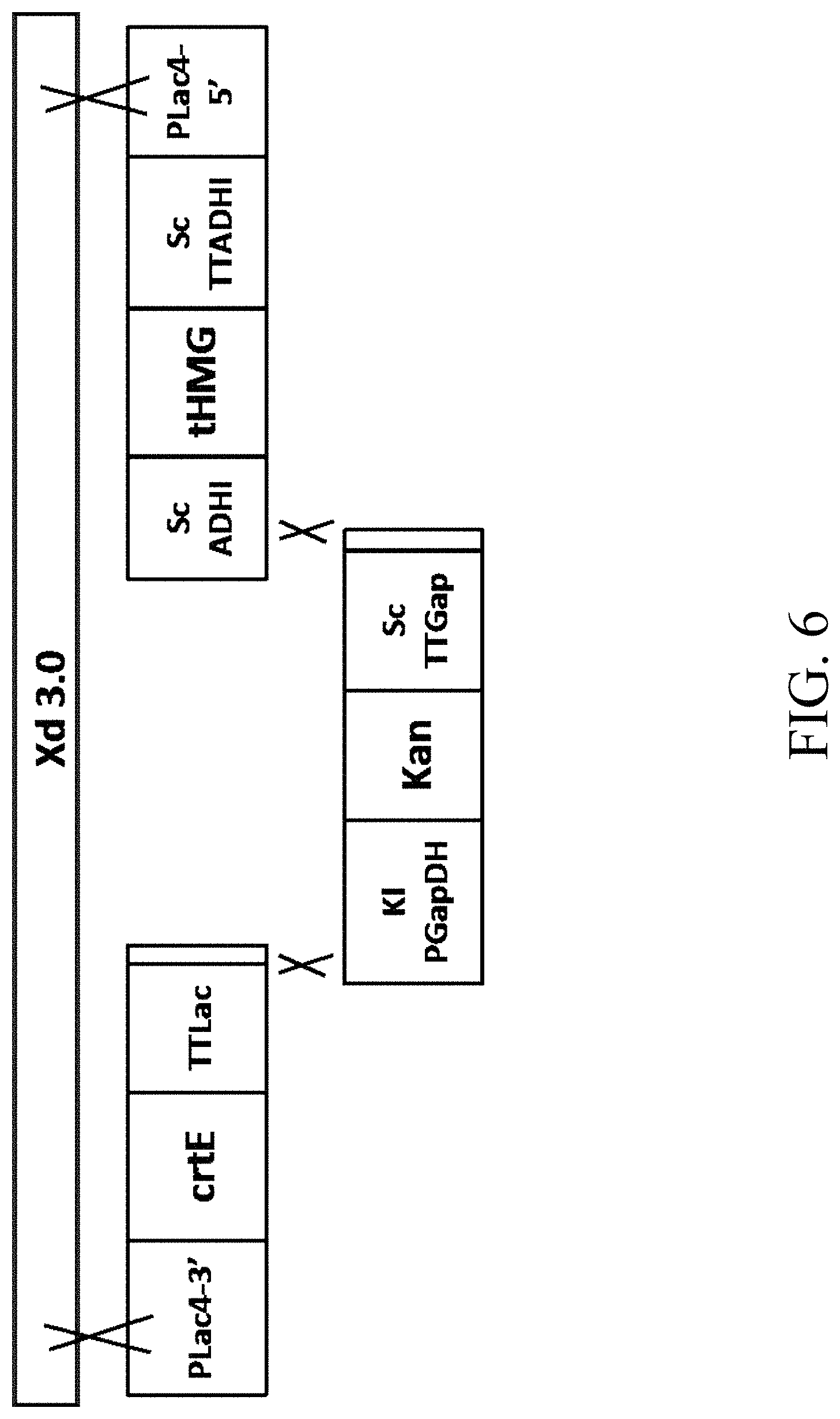 Patent US11781124 Figure 10 – Recombinant polynucleotide sequence for producing astaxanthin and uses thereof