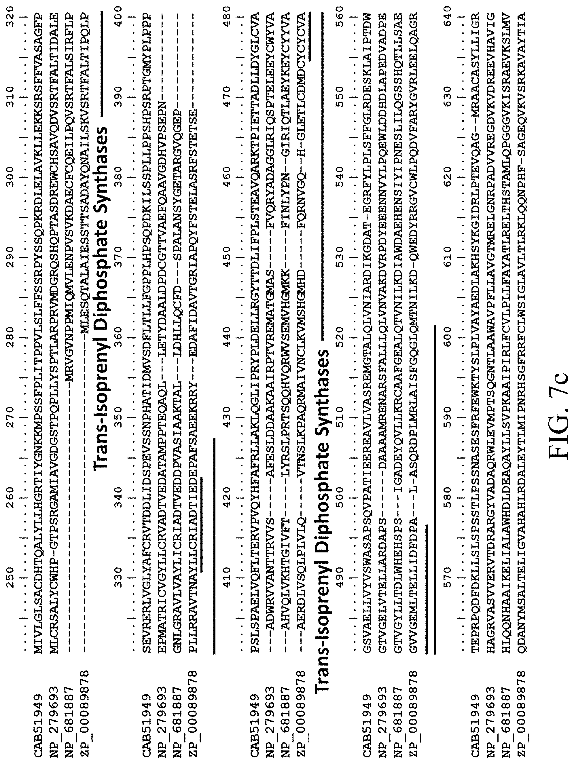 Patent US11781124 Figure 13 – Recombinant polynucleotide sequence for producing astaxanthin and uses thereof
