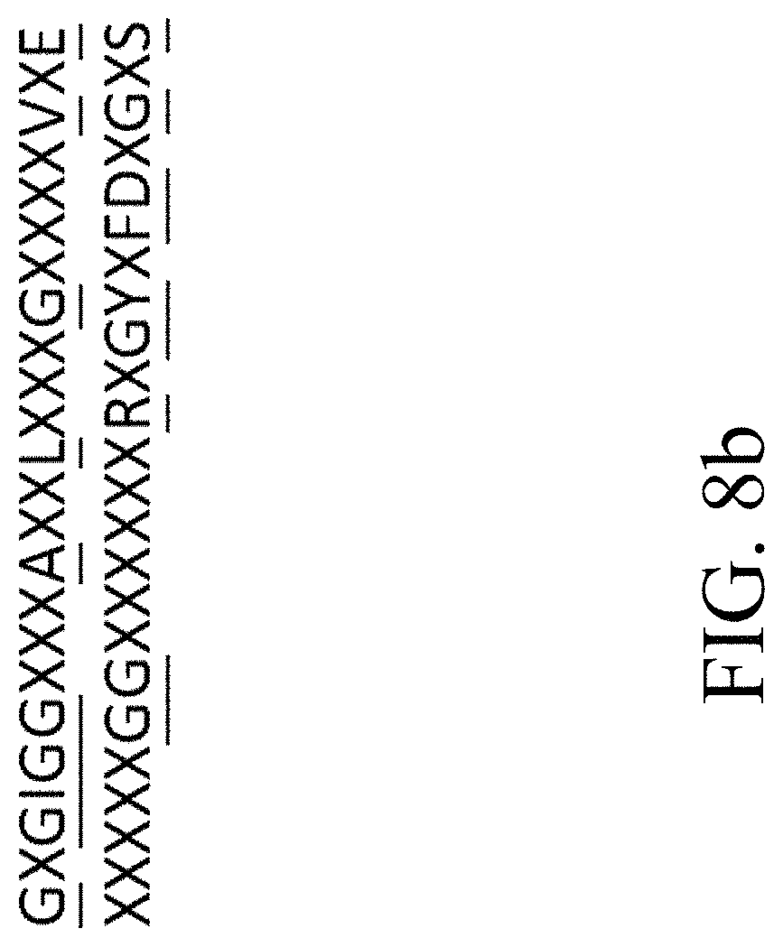 Patent US11781124 Figure 16 – Recombinant polynucleotide sequence for producing astaxanthin and uses thereof