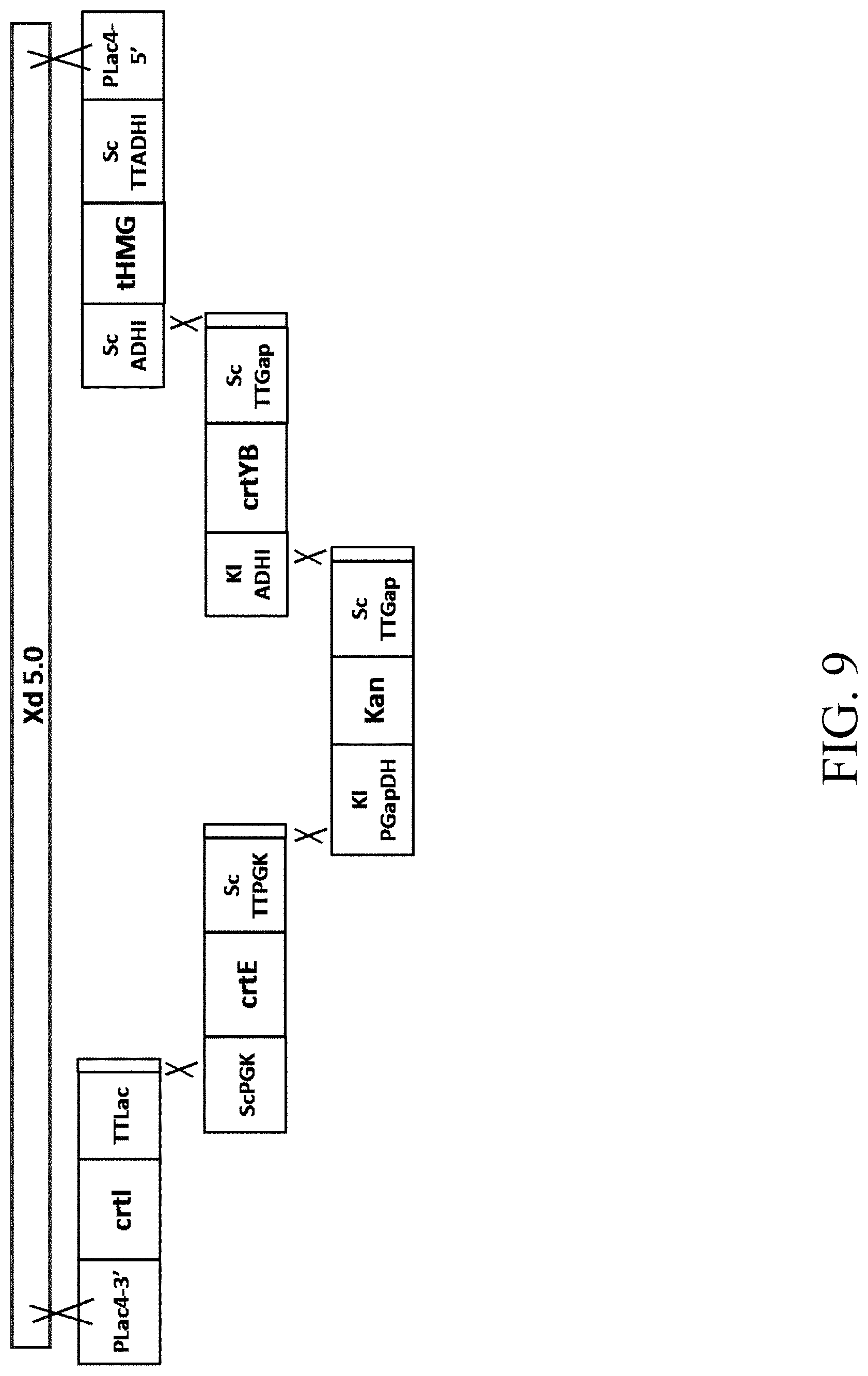 Patent US11781124 Figure 17 – Recombinant polynucleotide sequence for producing astaxanthin and uses thereof