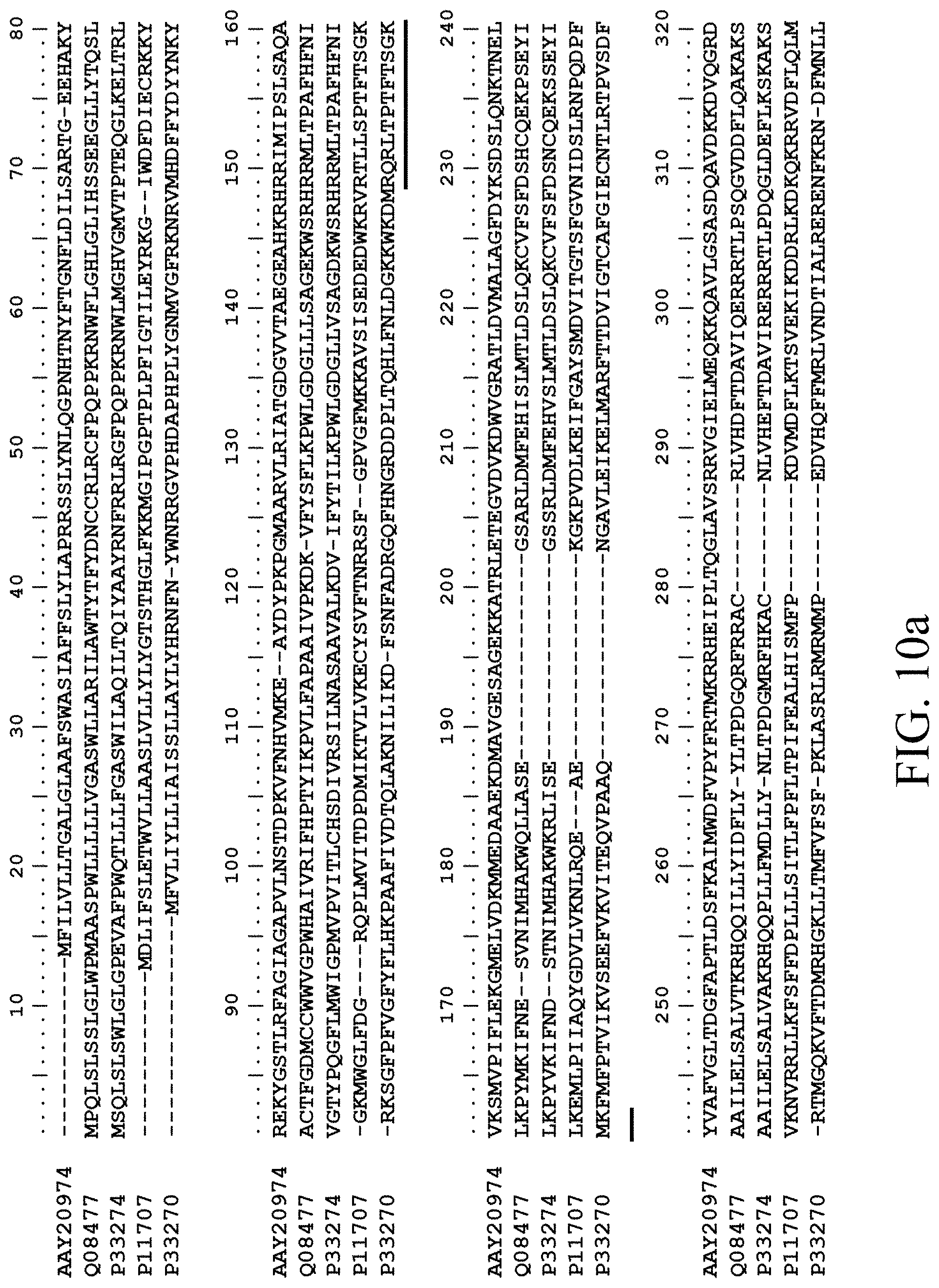 Patent US11781124 Figure 18 – Recombinant polynucleotide sequence for producing astaxanthin and uses thereof