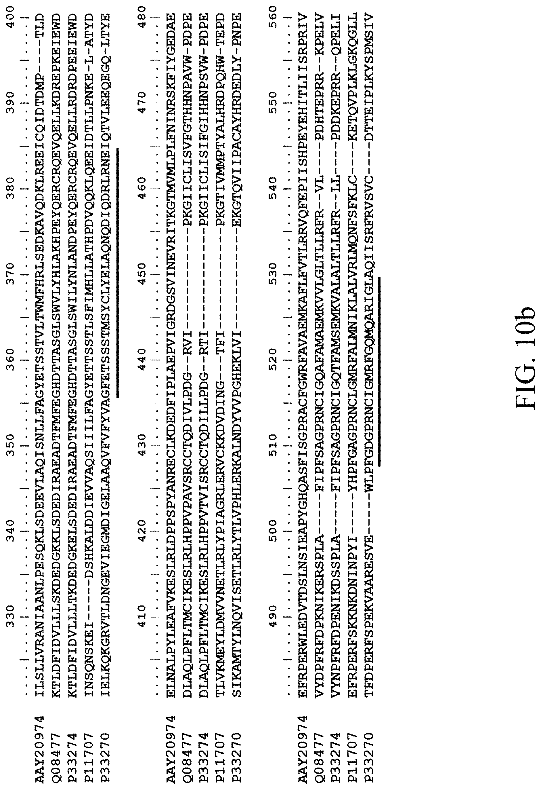 Patent US11781124 Figure 19 – Recombinant polynucleotide sequence for producing astaxanthin and uses thereof