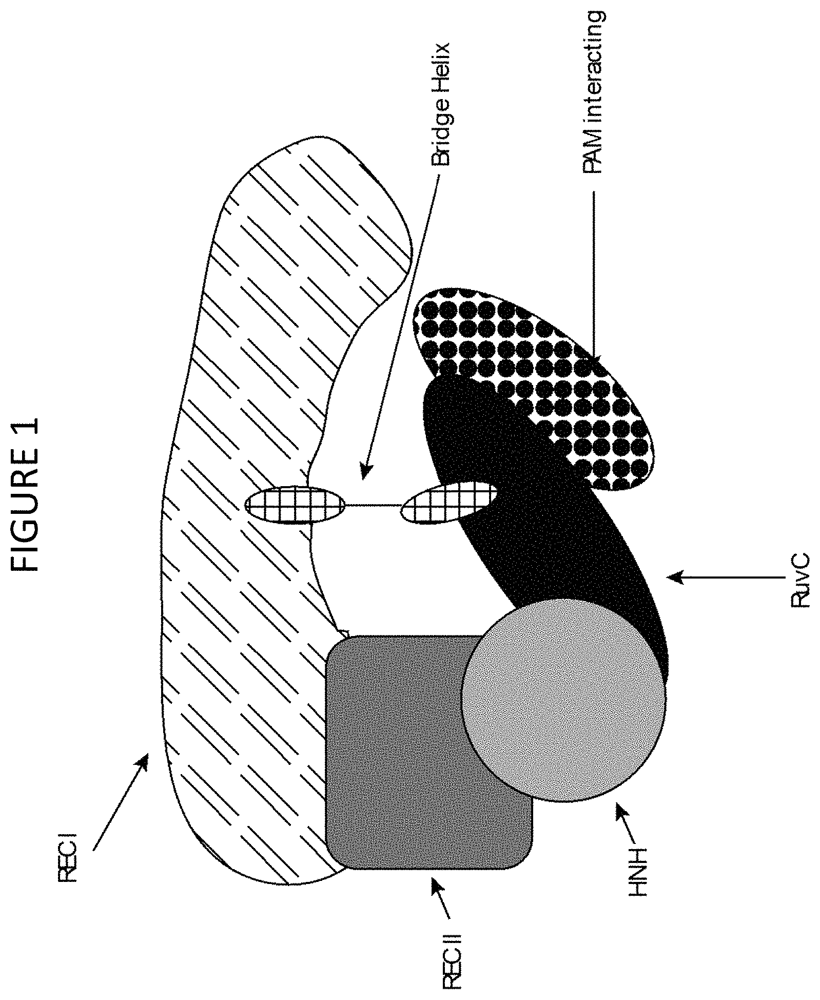 Patent US11781125 — Cas9 variants and methods of use — Figure 1