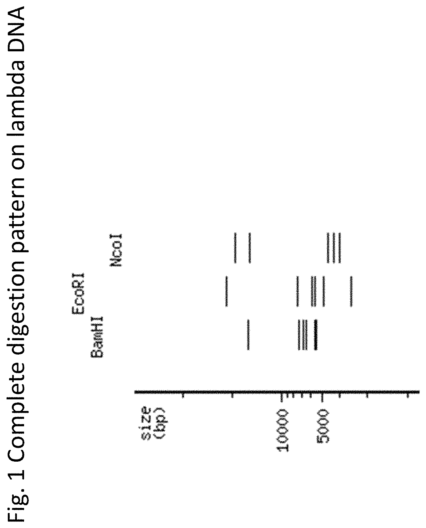 Patent US11781126 Figure 1 – Using proteases to control star activity of restriction enzymes
