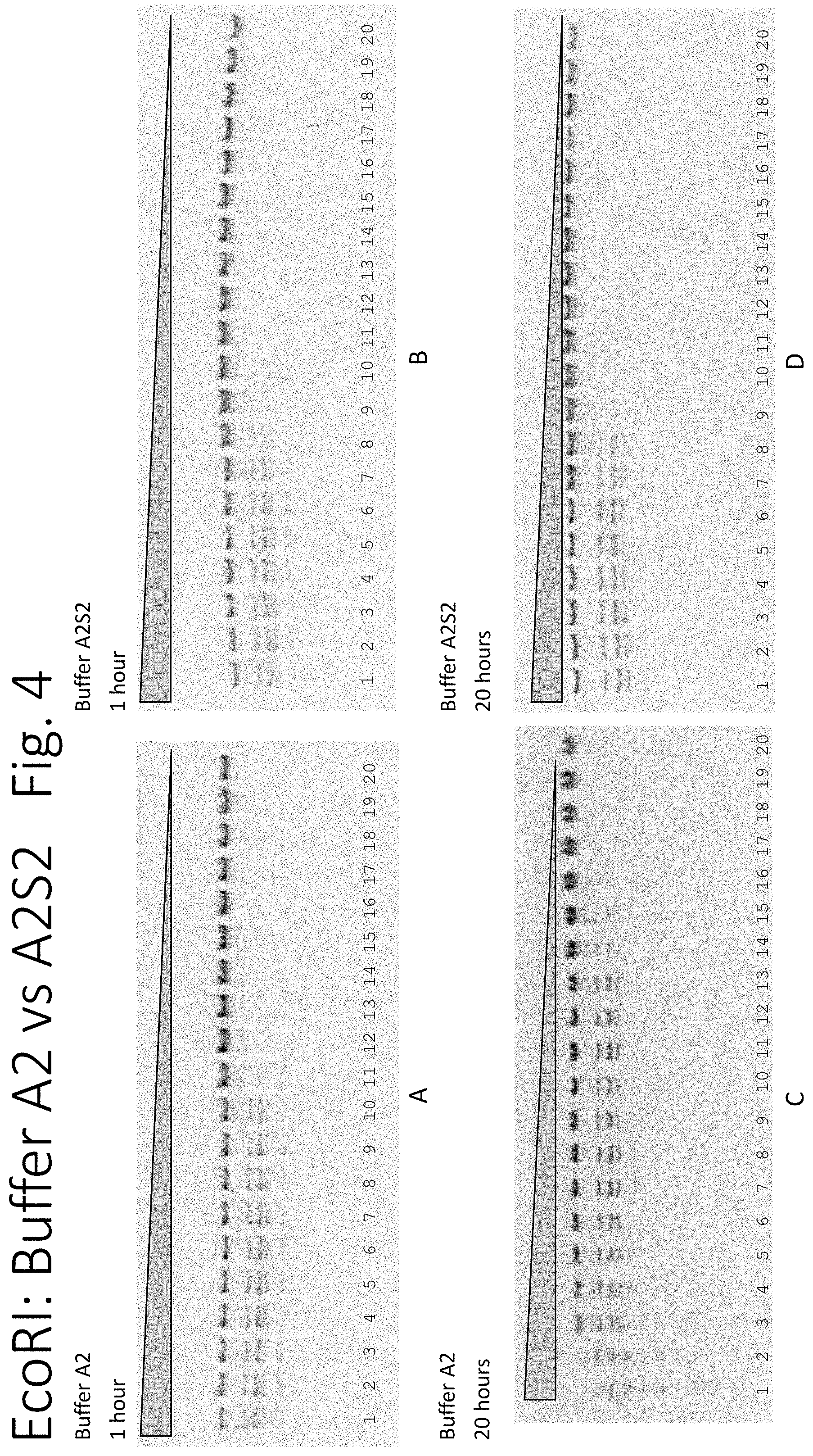 Patent US11781126 Figure 4 – Using proteases to control star activity of restriction enzymes