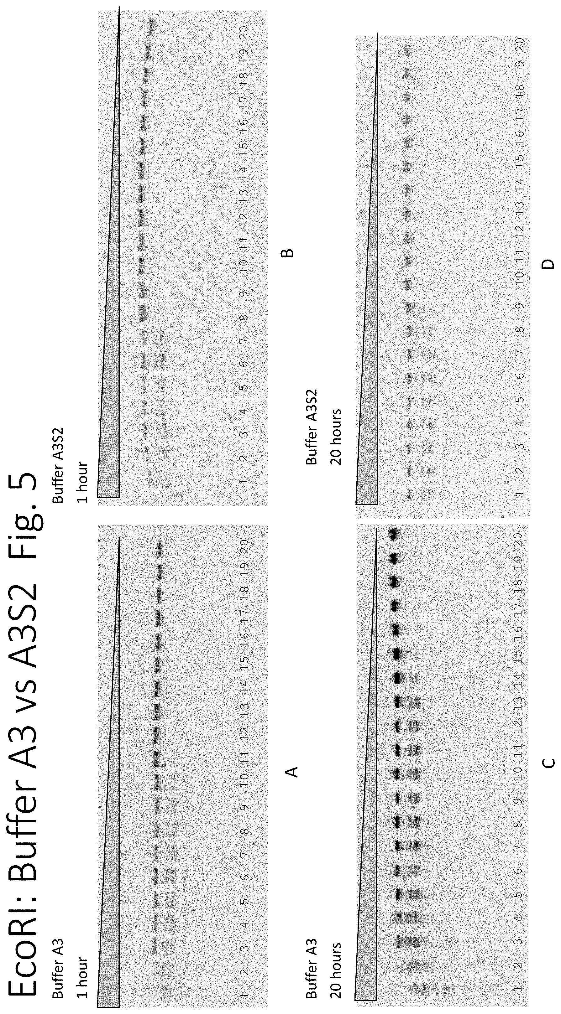 Patent US11781126 Figure 5 – Using proteases to control star activity of restriction enzymes