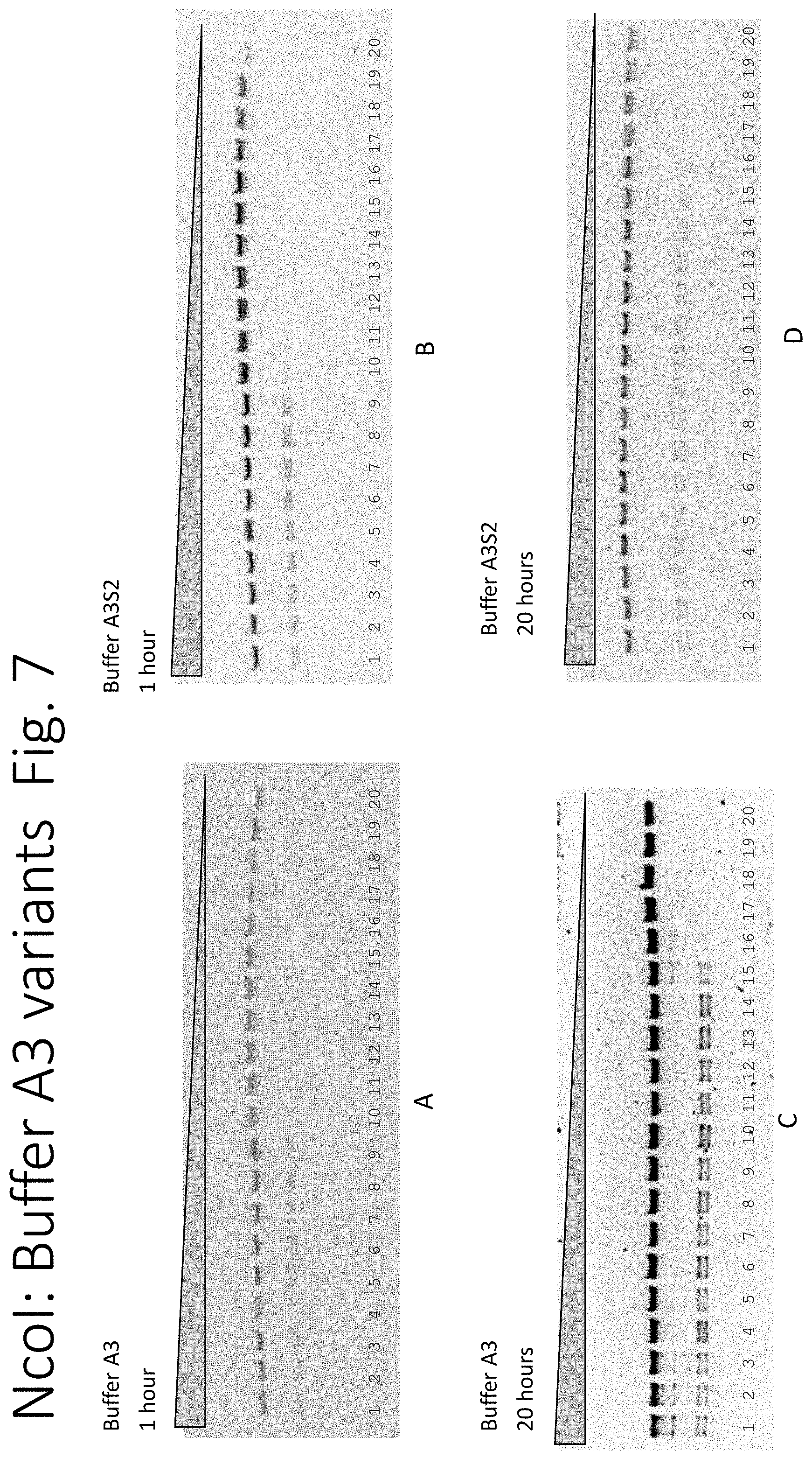 Patent US11781126 Figure 7 – Using proteases to control star activity of restriction enzymes