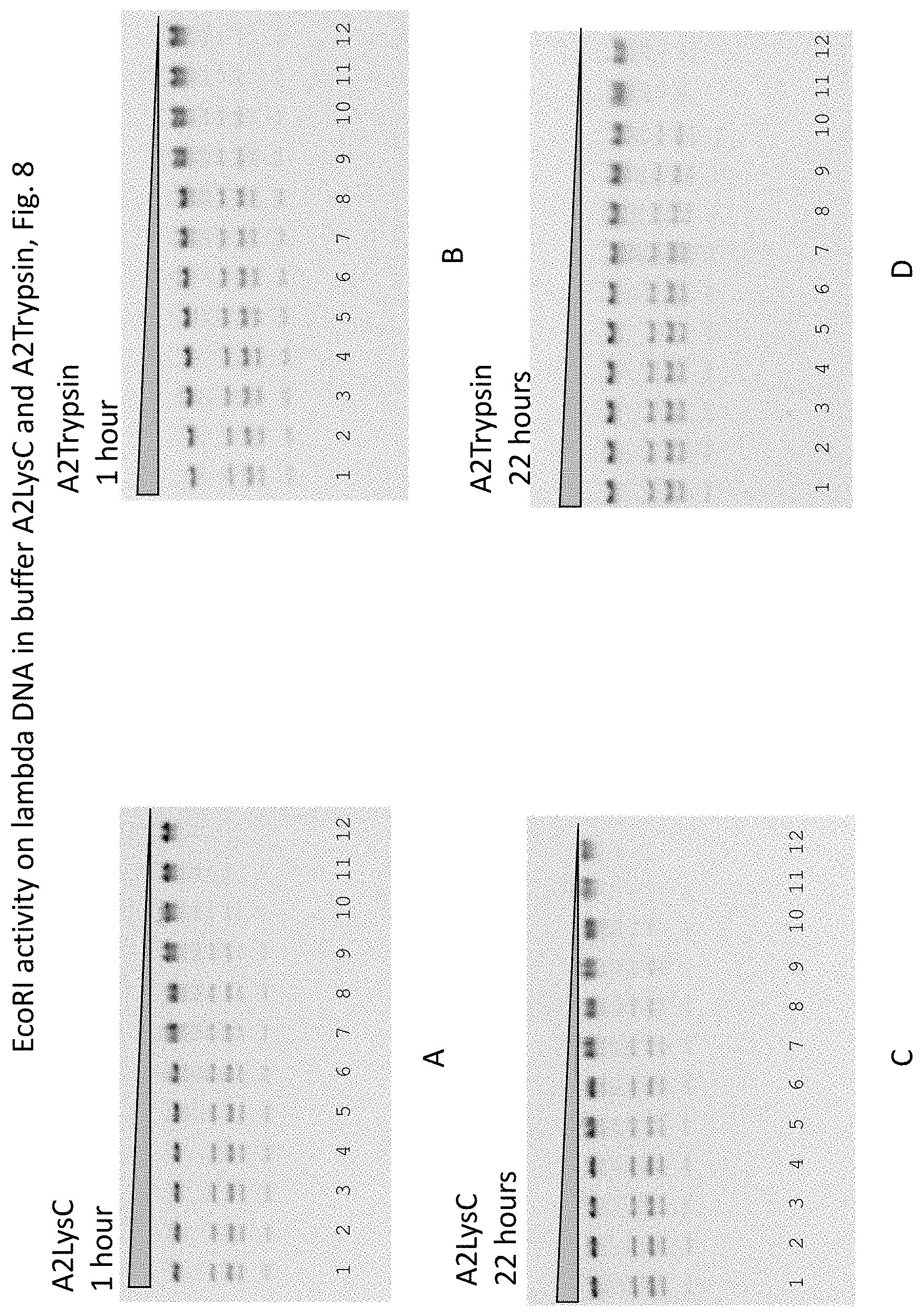 Patent US11781126 Figure 8 – Using proteases to control star activity of restriction enzymes