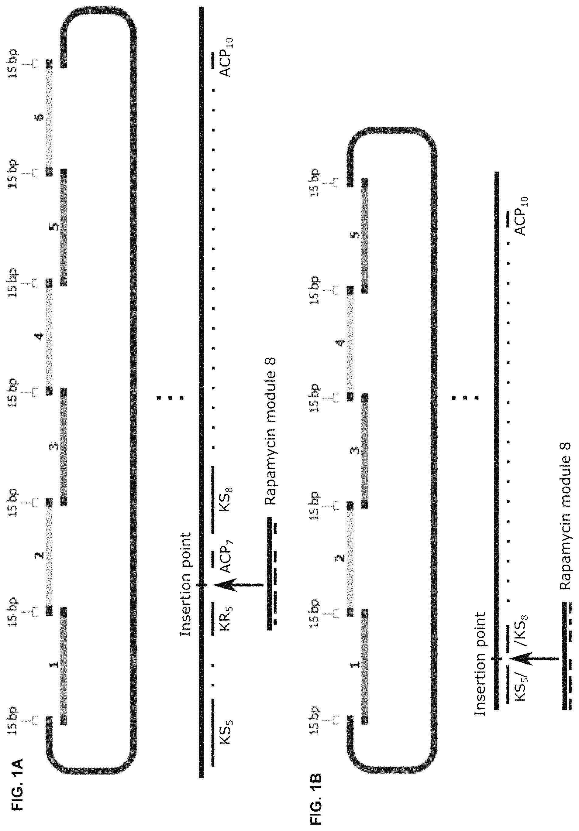 Patent US11781128 Figure 1 – Methods for producing hybrid polyketide synthase genes and polyketides