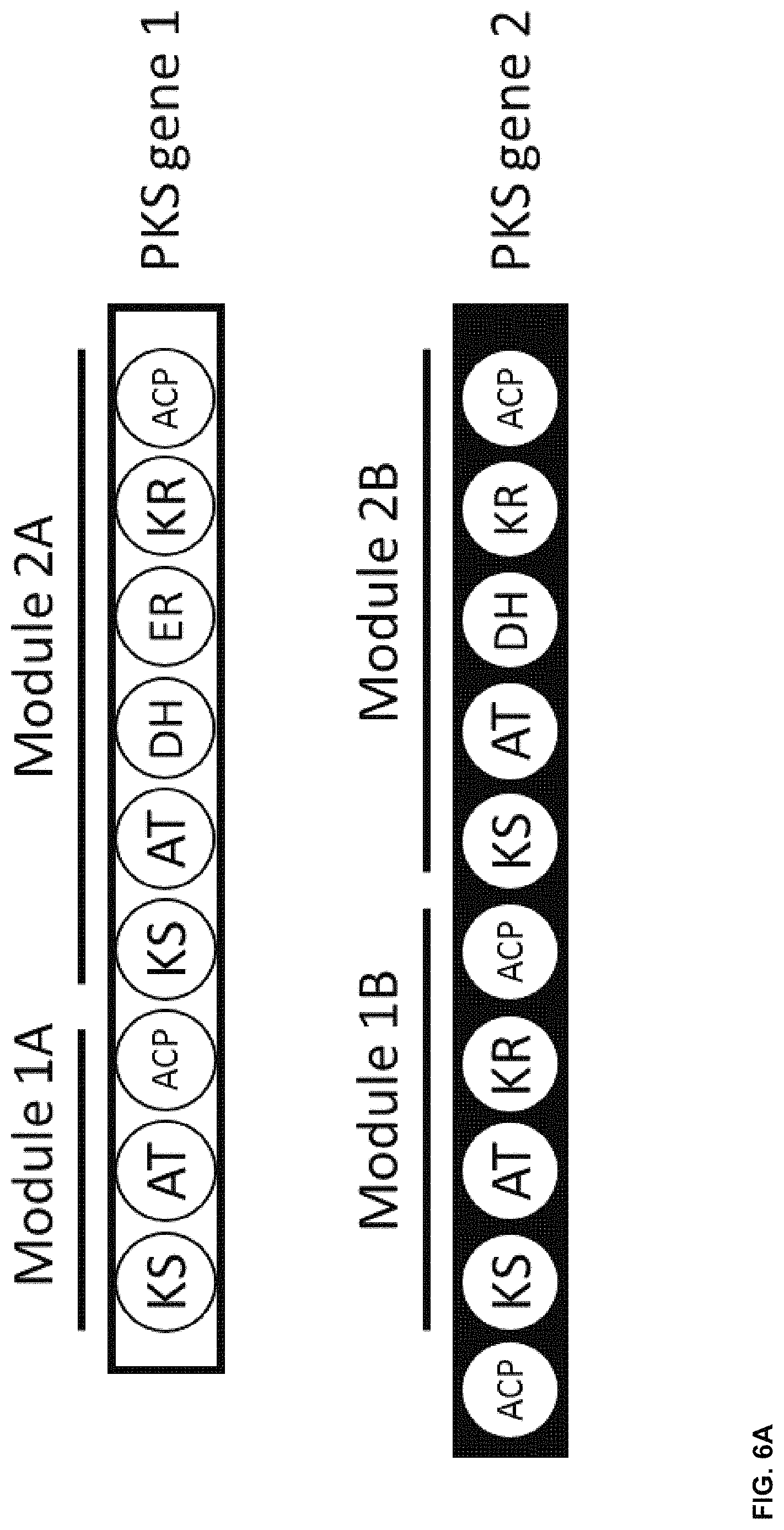 Patent US11781128 Figure 13 – Methods for producing hybrid polyketide synthase genes and polyketides