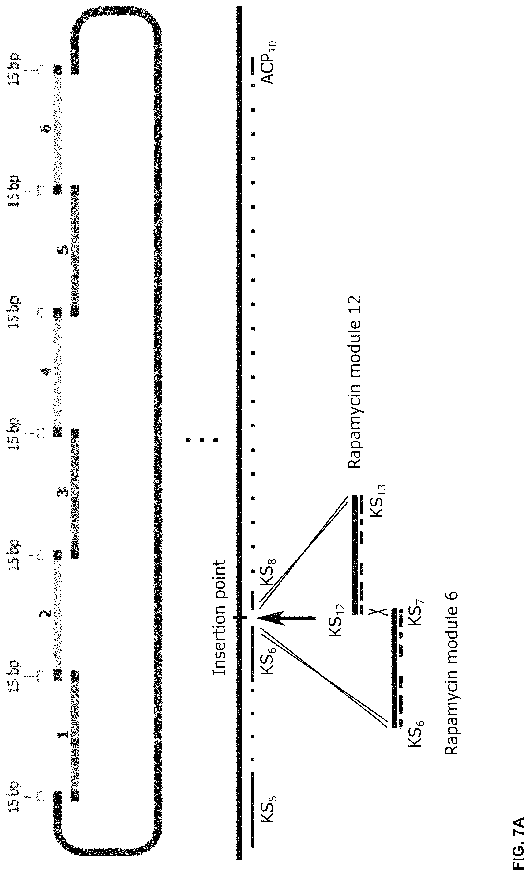 Patent US11781128 Figure 15 – Methods for producing hybrid polyketide synthase genes and polyketides