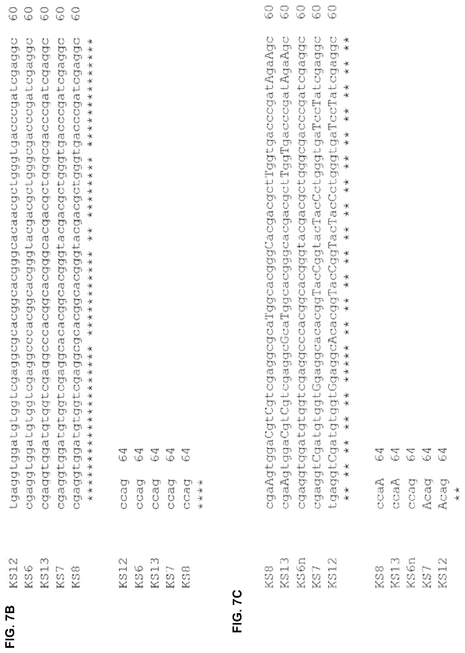Patent US11781128 Figure 16 – Methods for producing hybrid polyketide synthase genes and polyketides