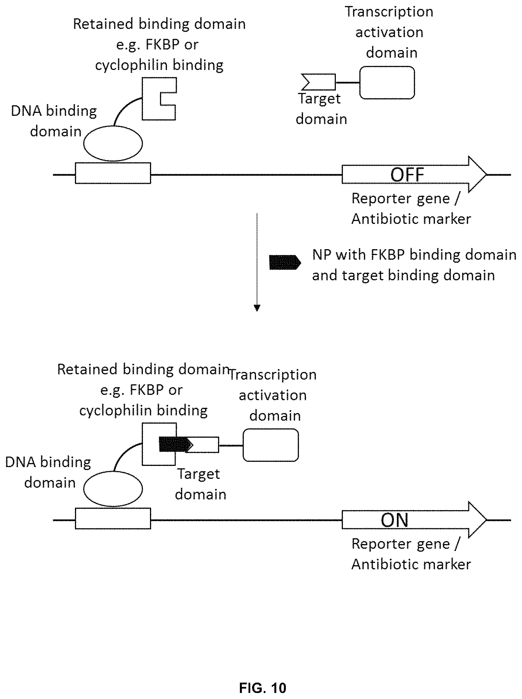 Patent US11781128 Figure 20 – Methods for producing hybrid polyketide synthase genes and polyketides