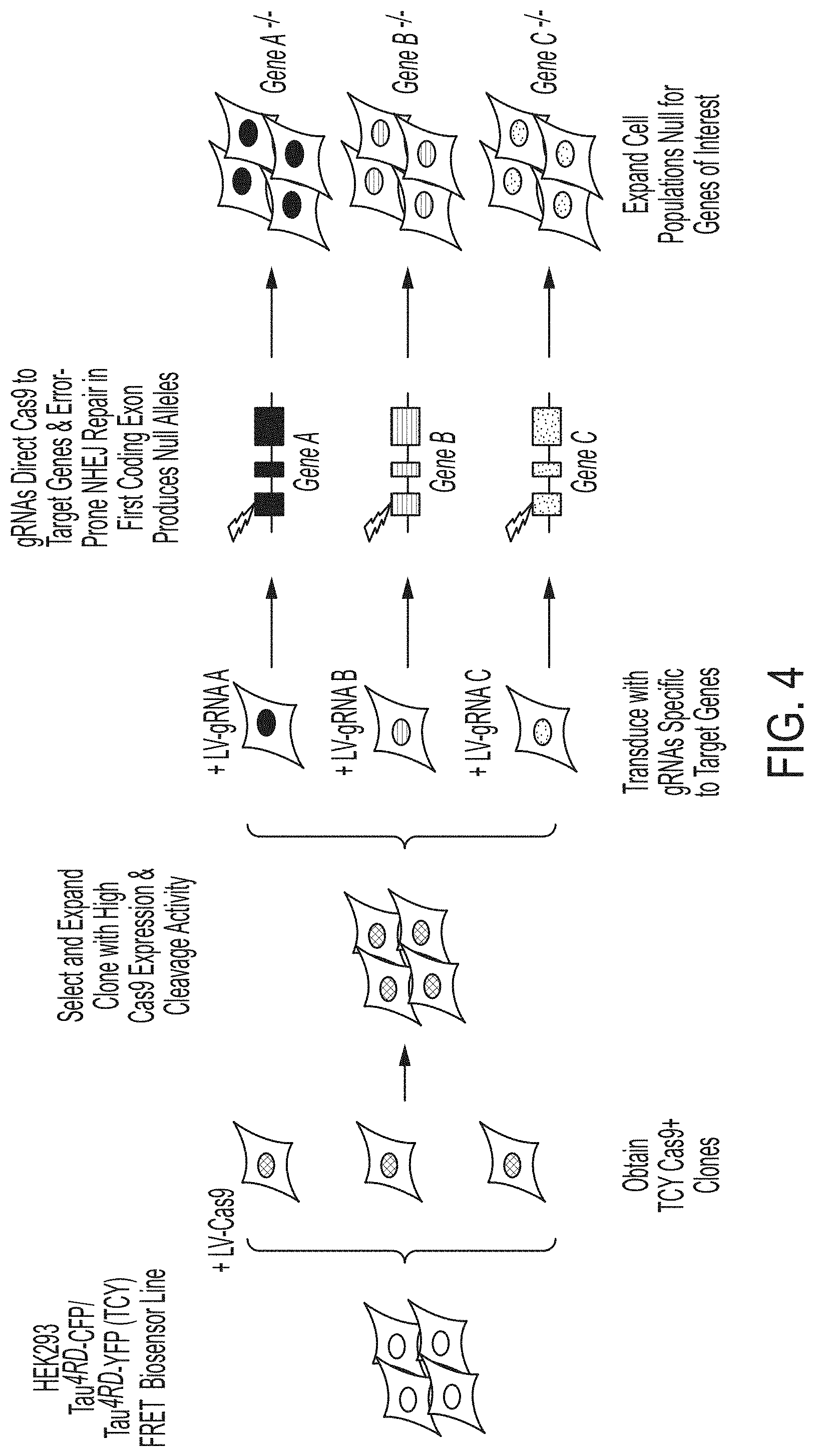 Patent US11781131 Figure 4 – CRISPR/Cas dropout screening platform to reveal genetic vulnerabilities associated with tau aggregation