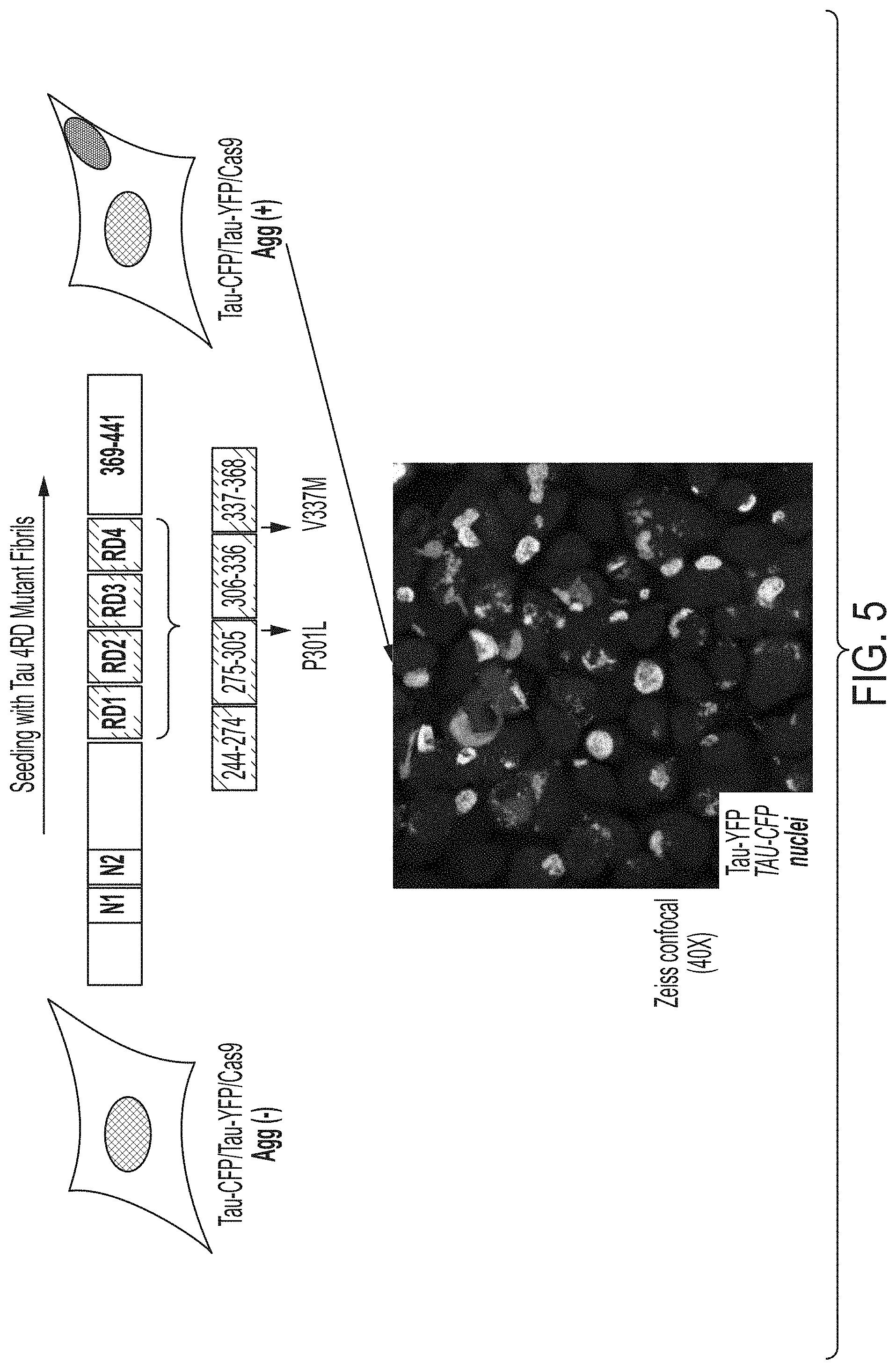 Patent US11781131 Figure 5 – CRISPR/Cas dropout screening platform to reveal genetic vulnerabilities associated with tau aggregation