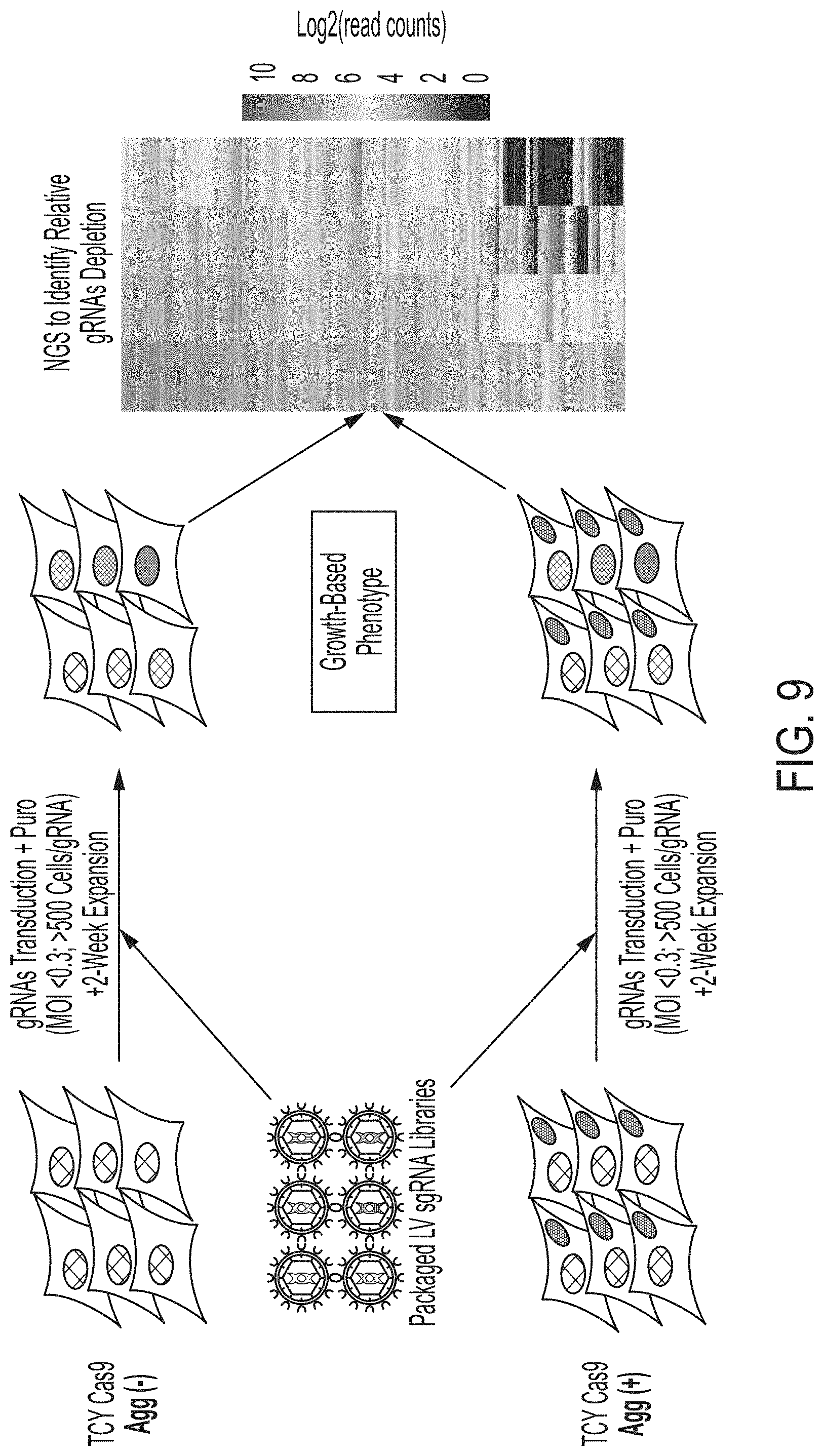 Patent US11781131 Figure 8 – CRISPR/Cas dropout screening platform to reveal genetic vulnerabilities associated with tau aggregation