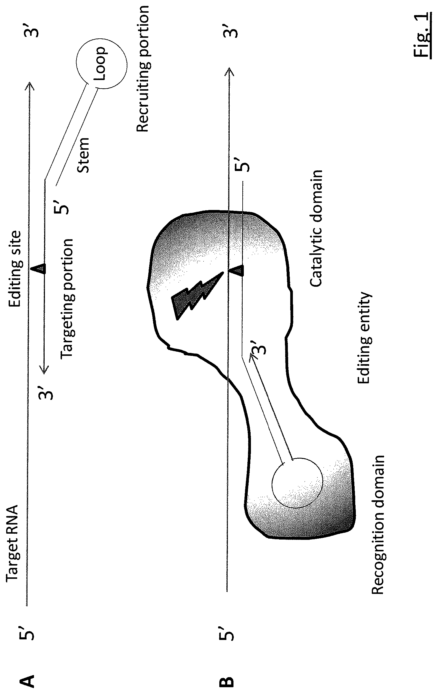 Patent US11781134 Figure 1 – Targeted RNA editing