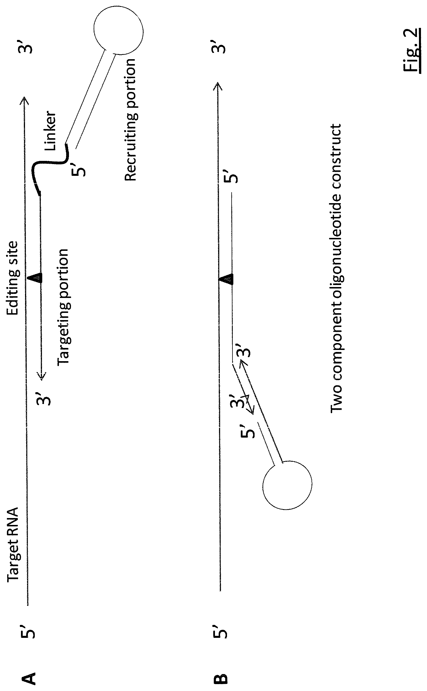 Patent US11781134 Figure 2 – Targeted RNA editing