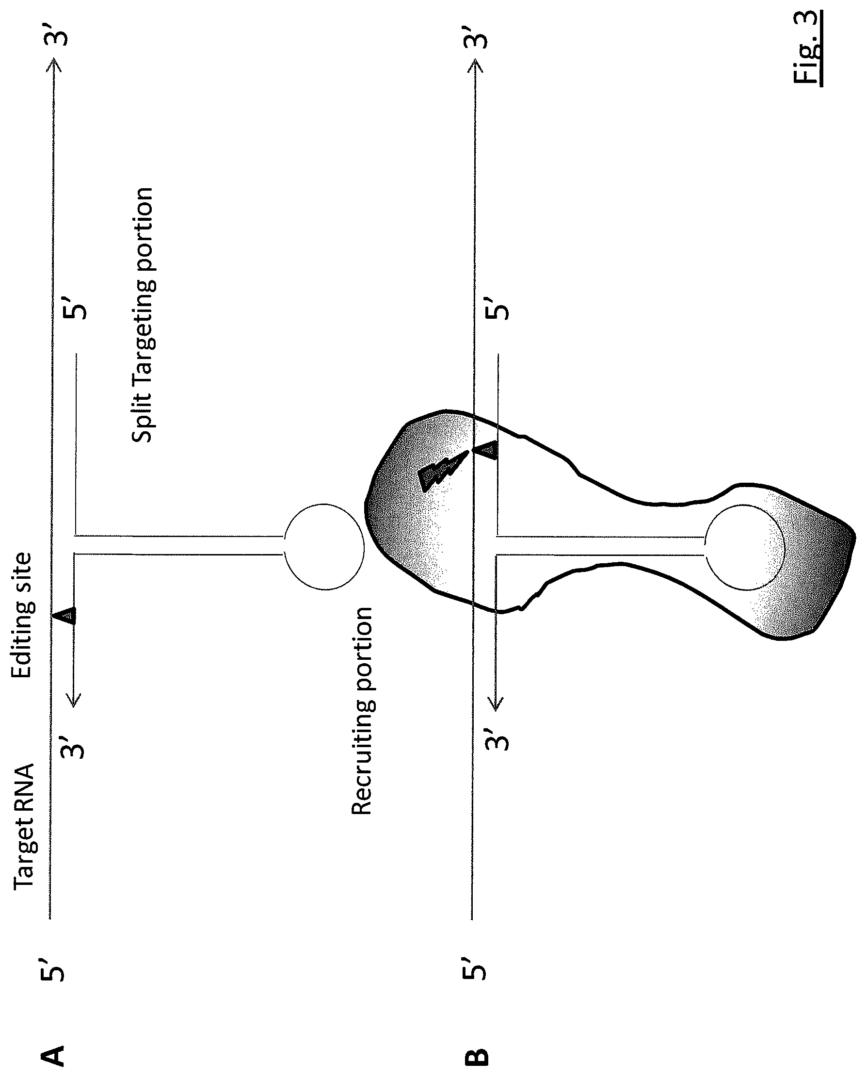 Patent US11781134 Figure 3 – Targeted RNA editing