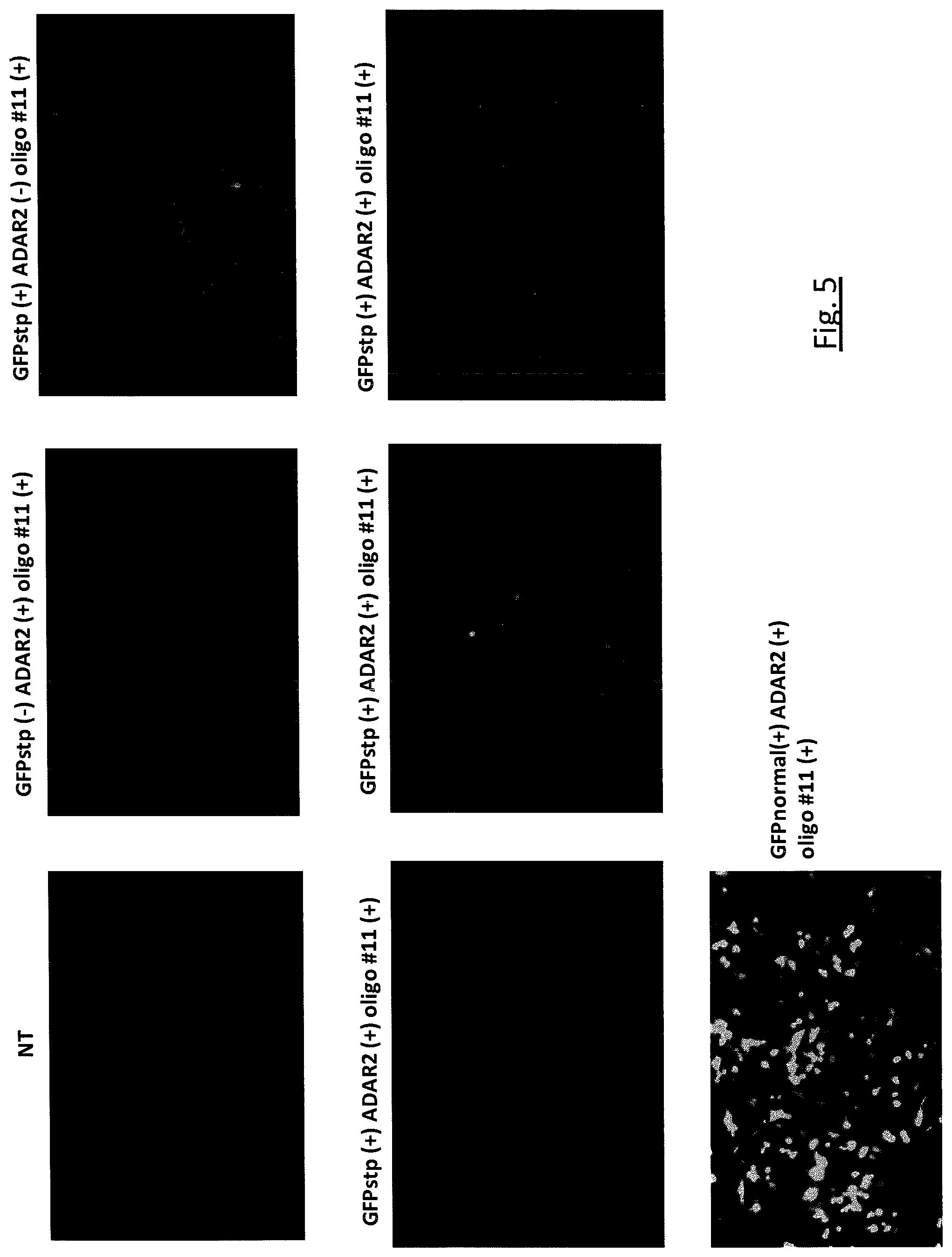 Patent US11781134 Figure 6 – Targeted RNA editing