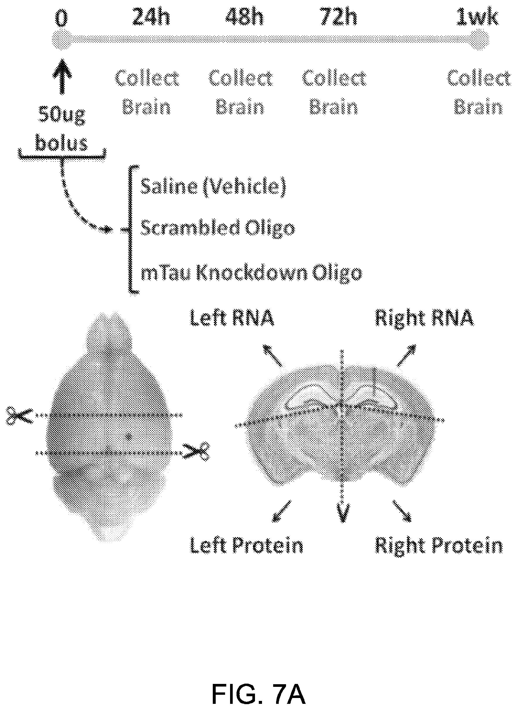 Patent US11781135 Figure 7 – Methods for treating Alzheimer's disease