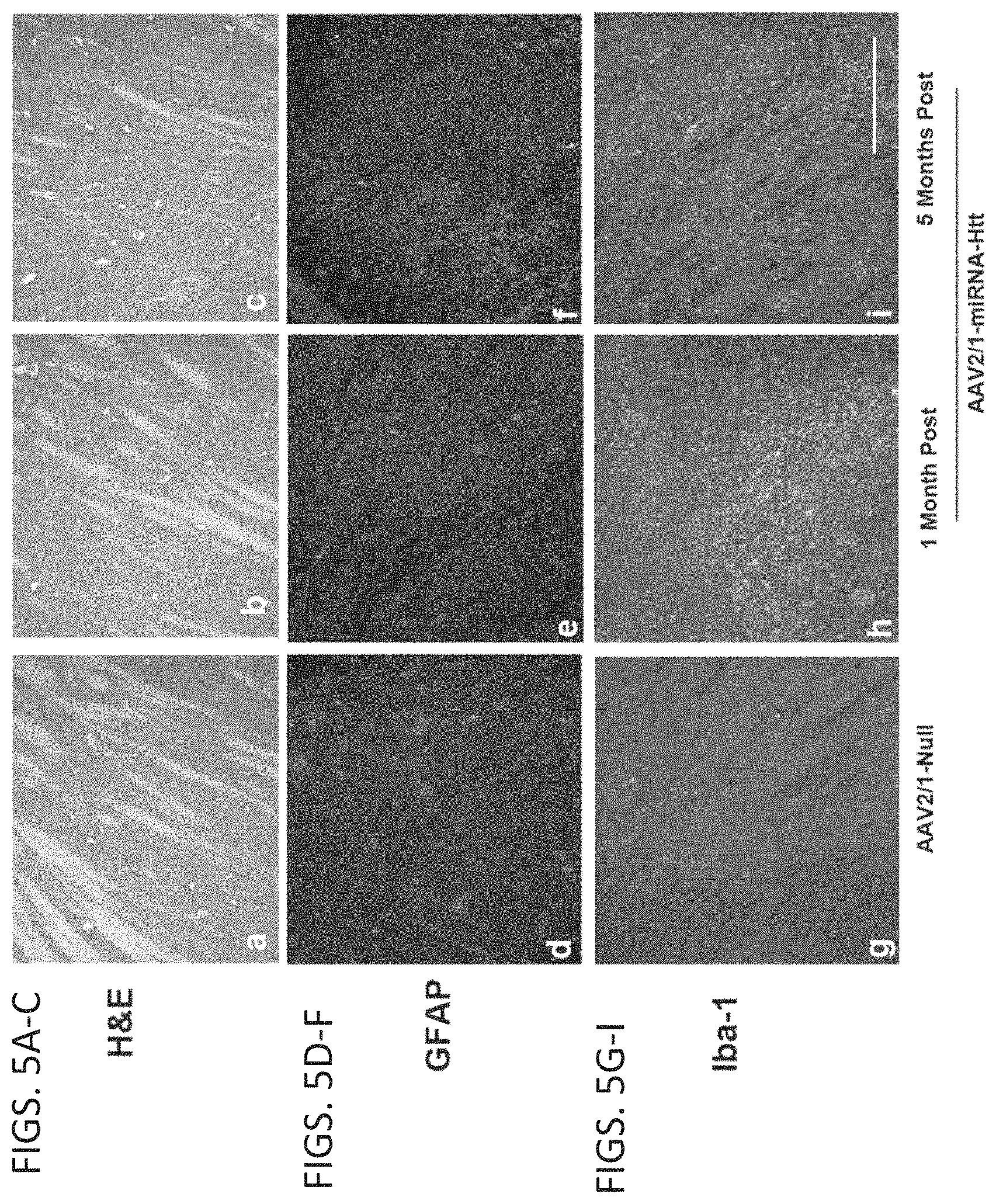 Patent US11781137 Figure 5 – Variant RNAi