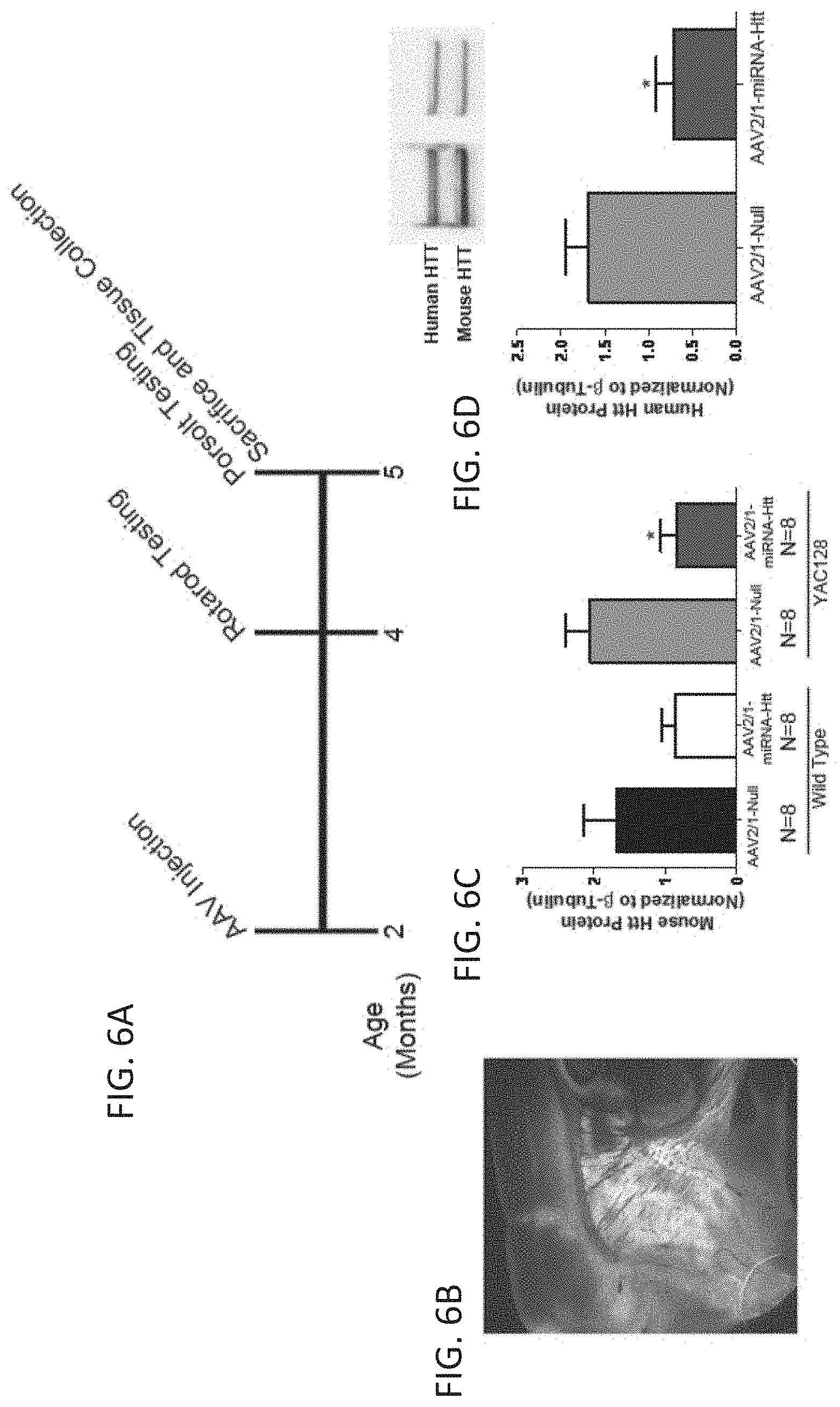 Patent US11781137 Figure 7 – Variant RNAi