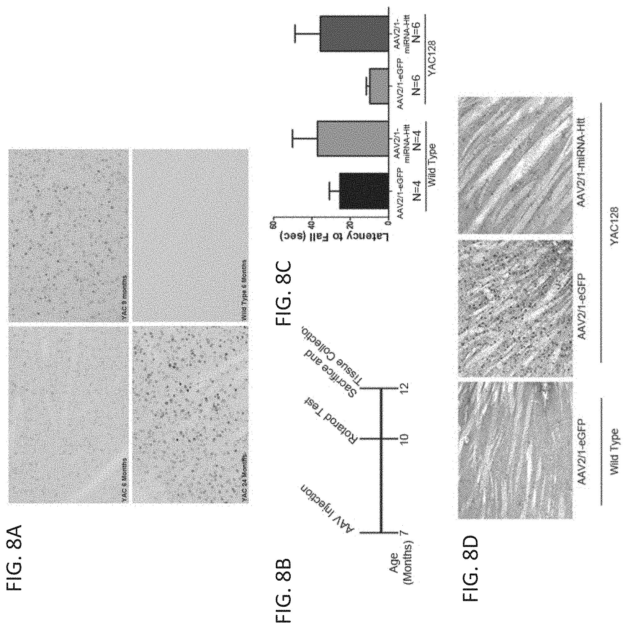 Patent US11781137 Figure 10 – Variant RNAi