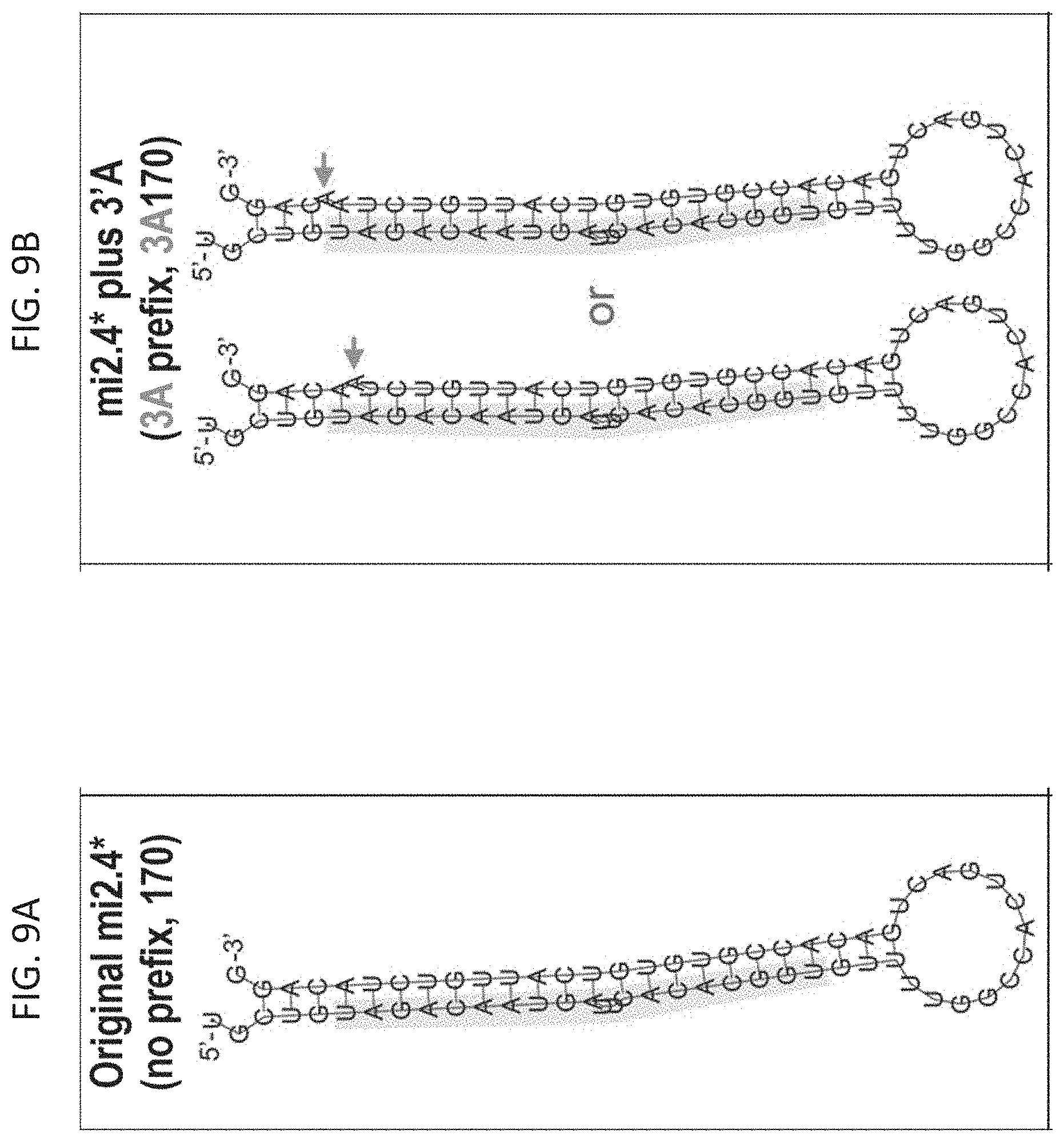 Patent US11781137 Figure 11 – Variant RNAi