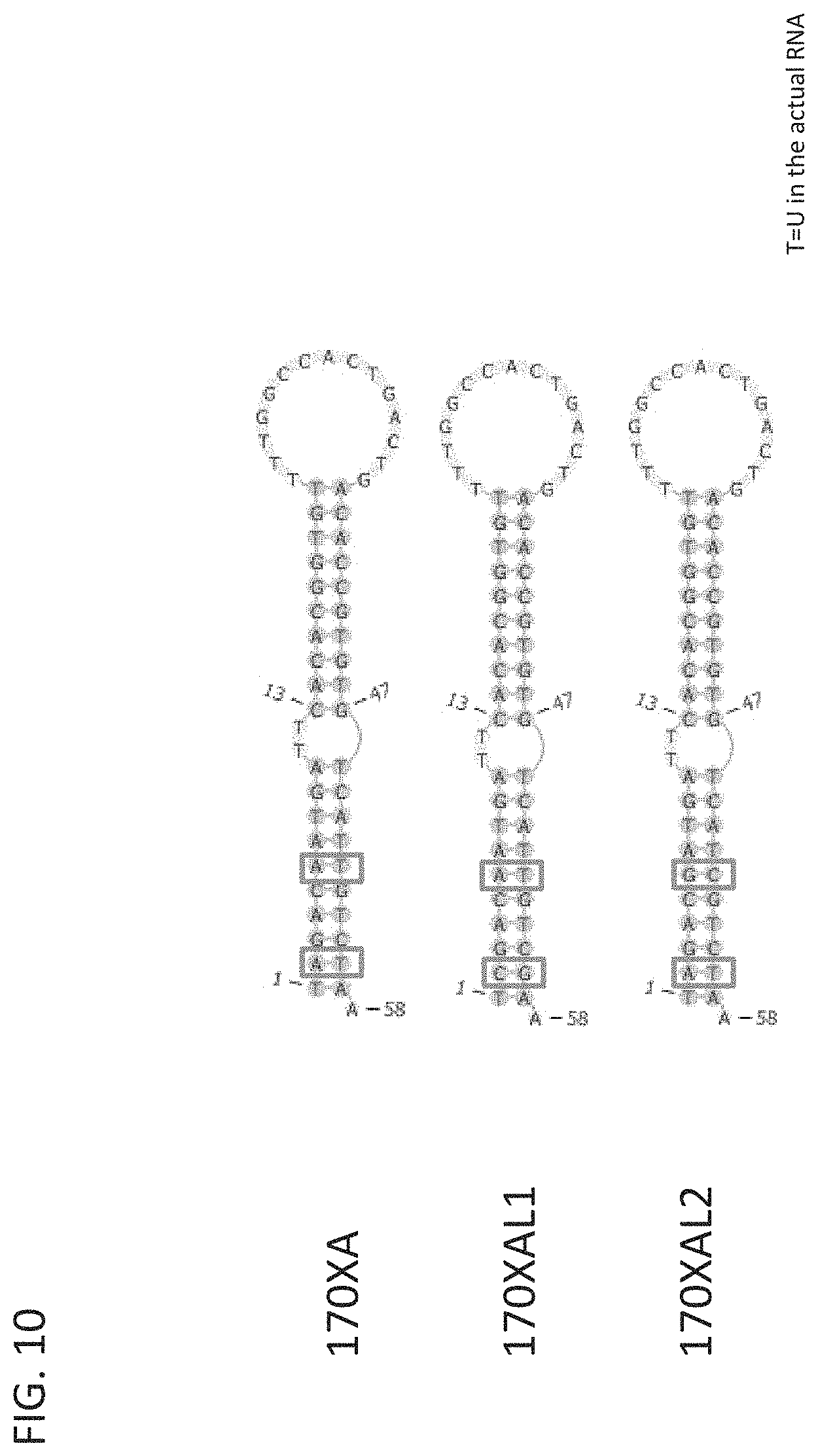 Patent US11781137 Figure 12 – Variant RNAi