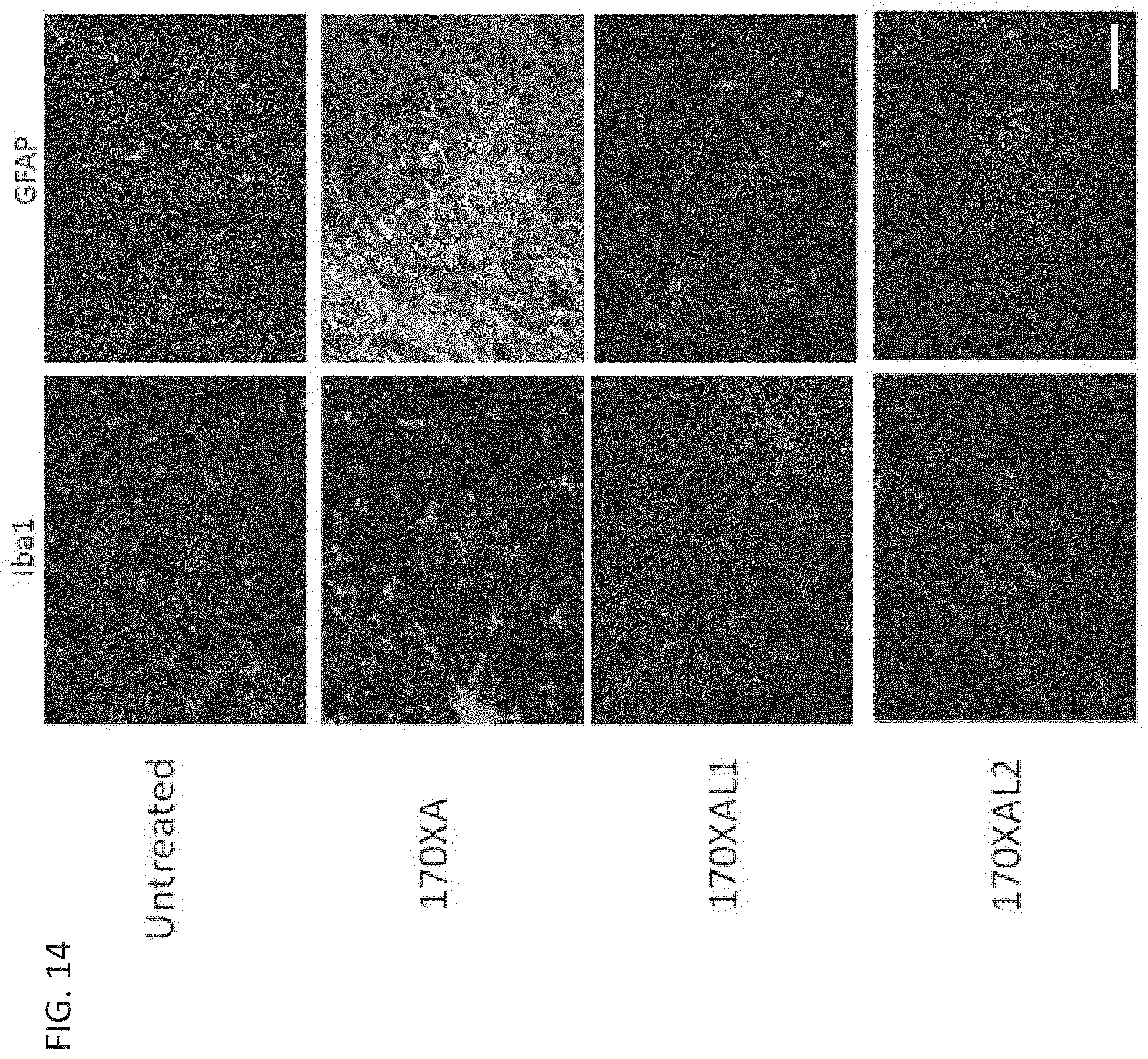Patent US11781137 Figure 16 – Variant RNAi