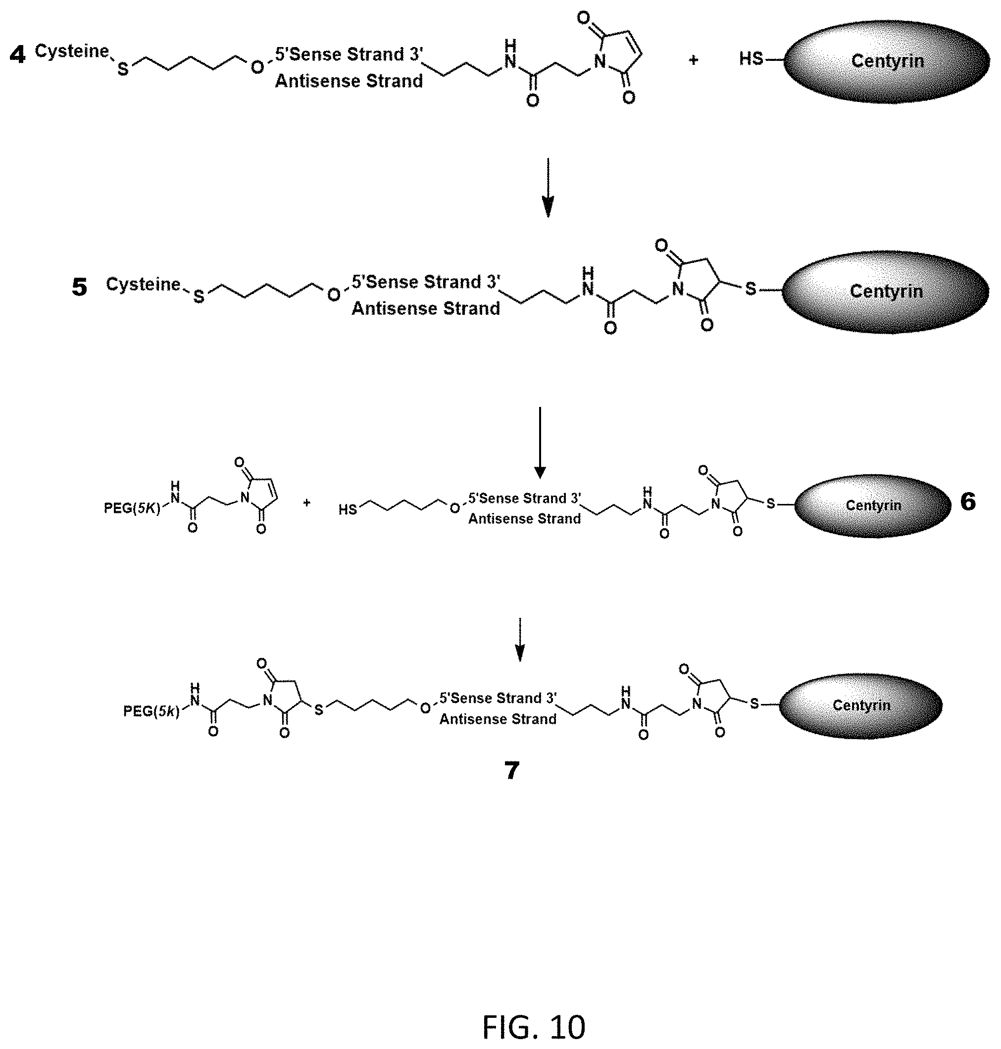Patent US11781138 Figure 10 – FN3 domain-siRNA conjugates and uses thereof