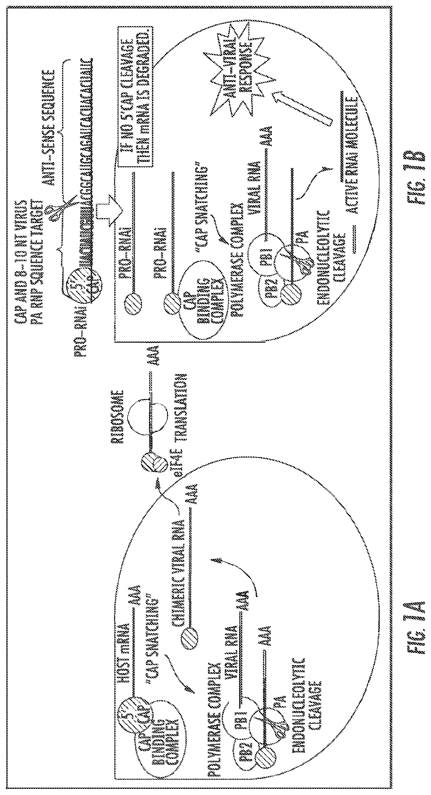 Patent US11781141 Figure 1 – Influenza-activated constructs and methods of use thereof