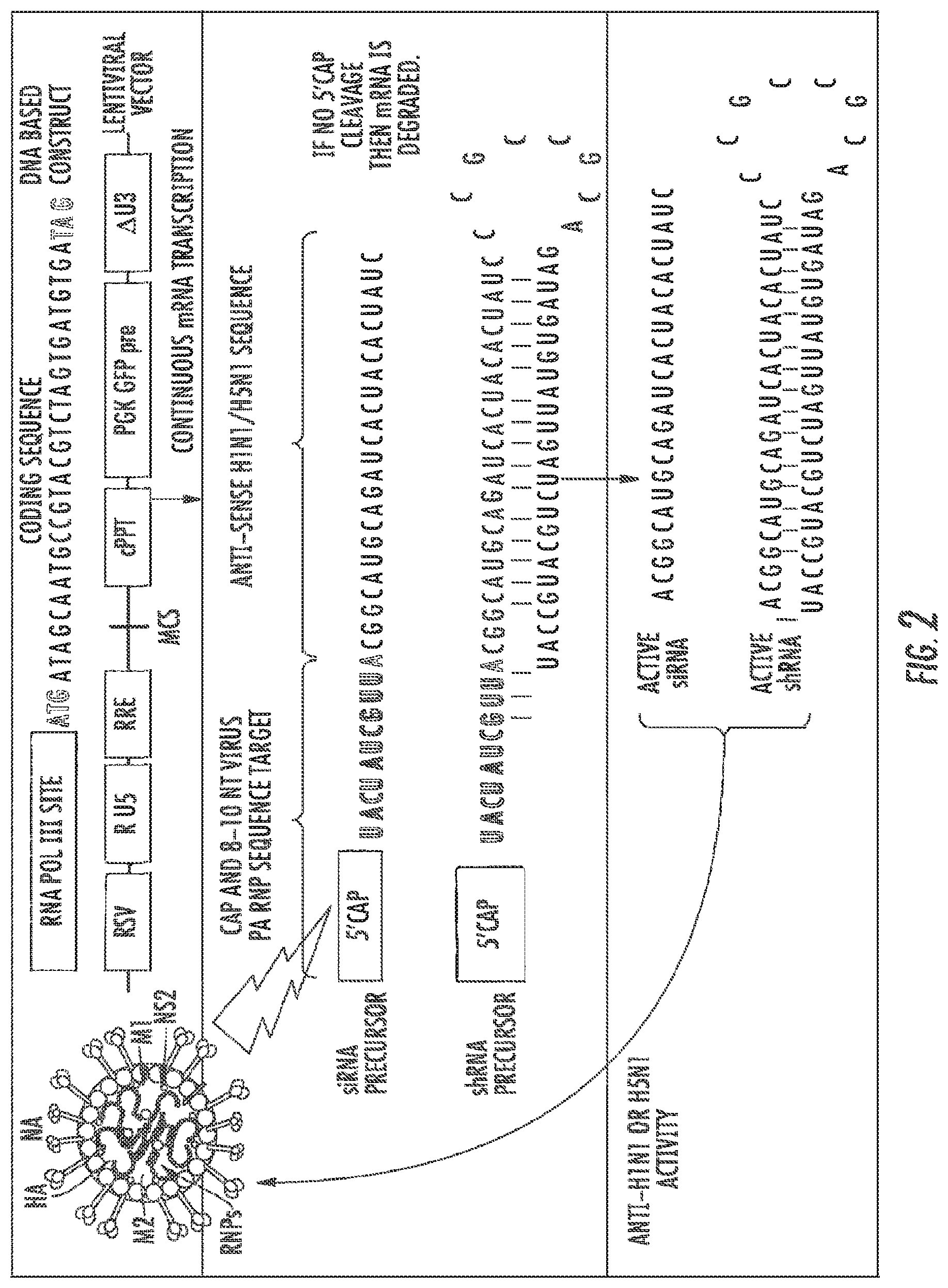 Patent US11781141 Figure 3 – Influenza-activated constructs and methods of use thereof