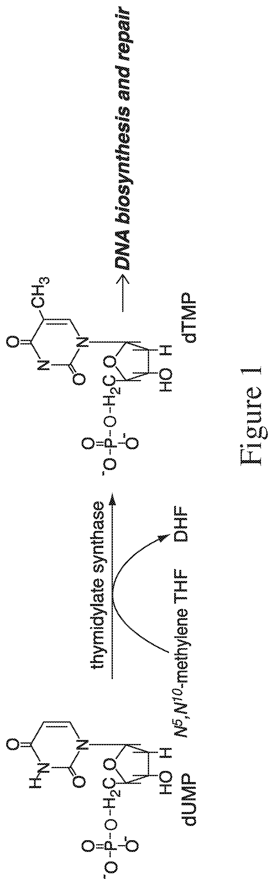 Patent US11781142 Figure 1 – 