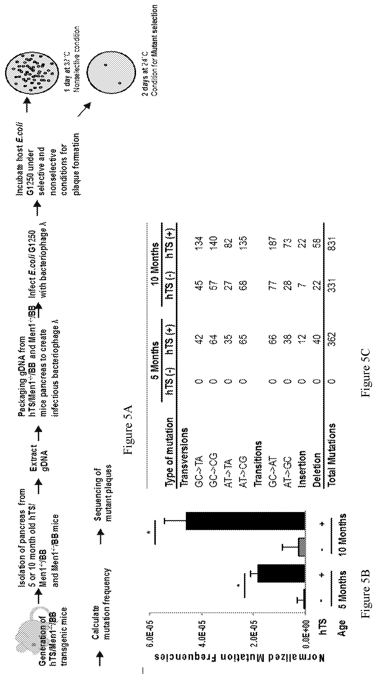 Patent US11781142 Figure 5 – 