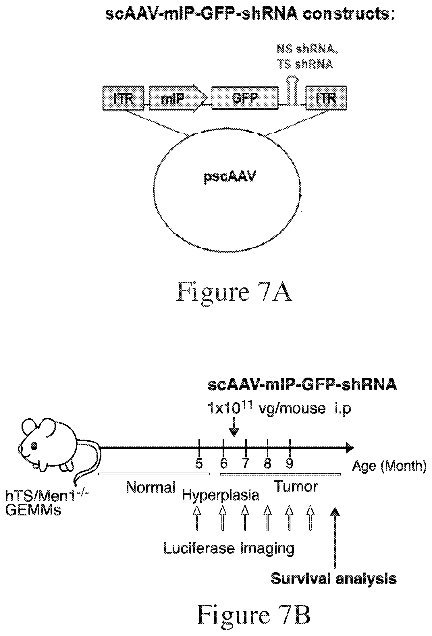 Patent US11781142 Figure 7 – 