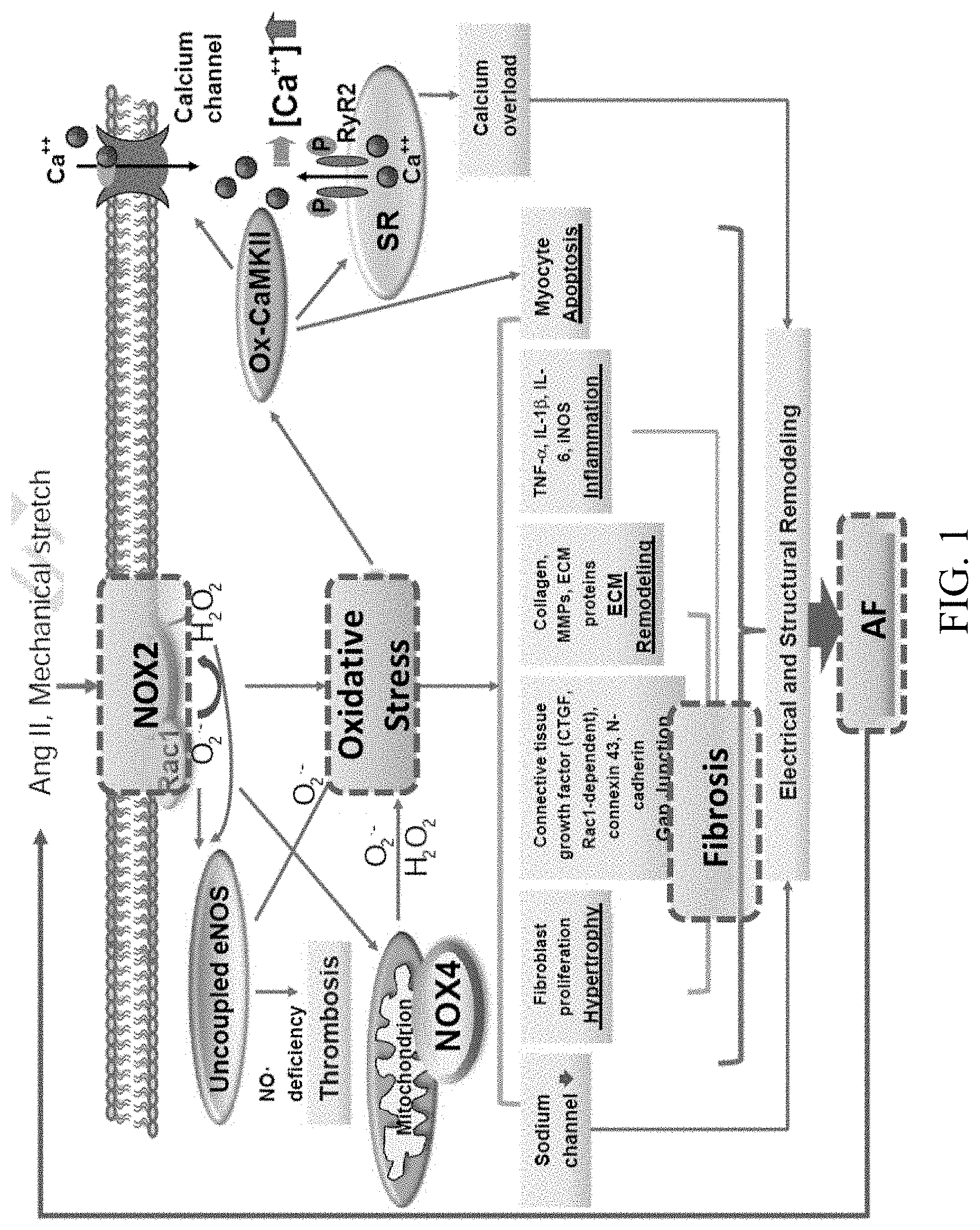 Patent US11781144 Figure 1 – Inhibition of oxidative stress in atrial fibrillation