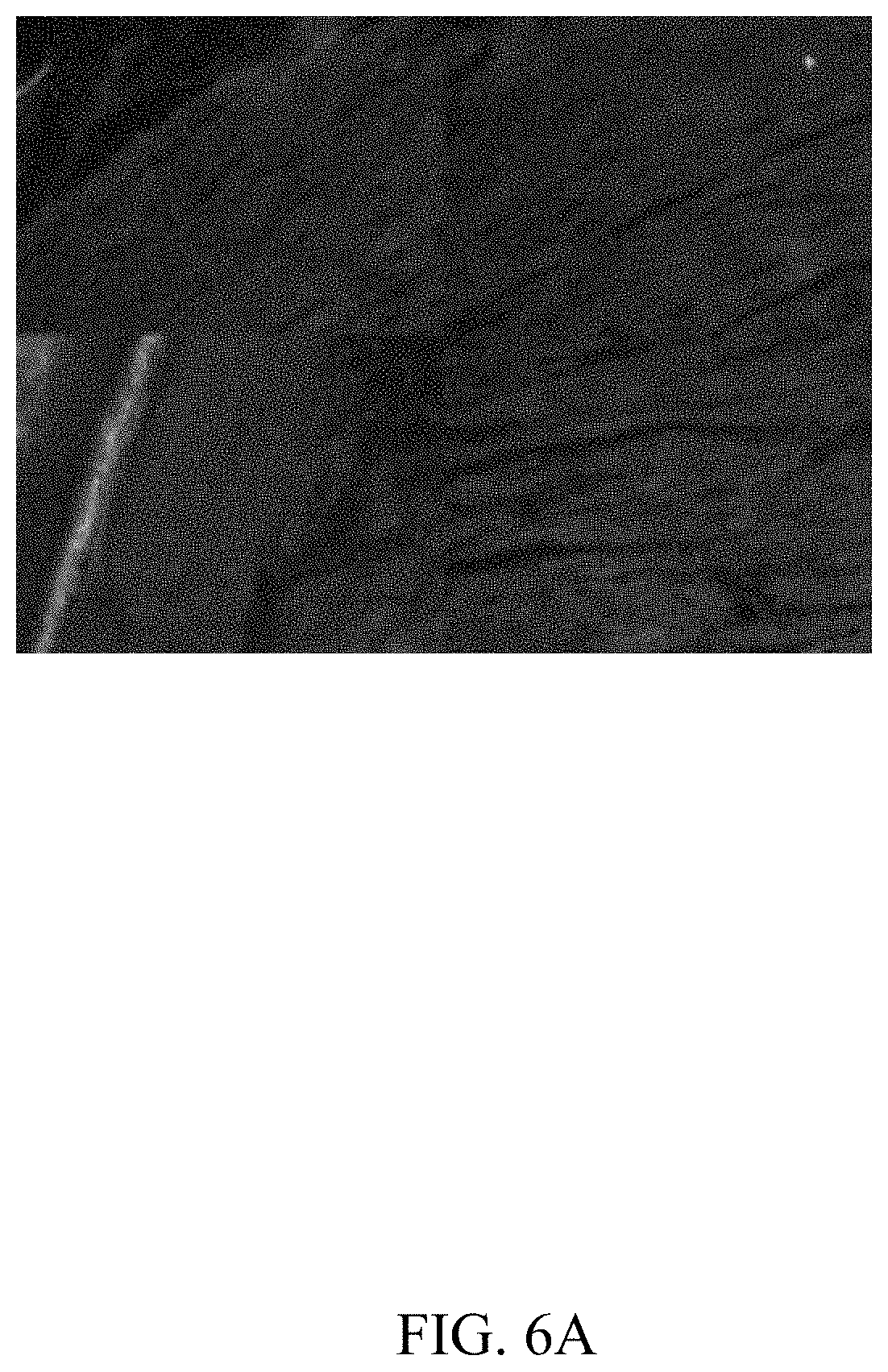Patent US11781144 Figure 8 – Inhibition of oxidative stress in atrial fibrillation