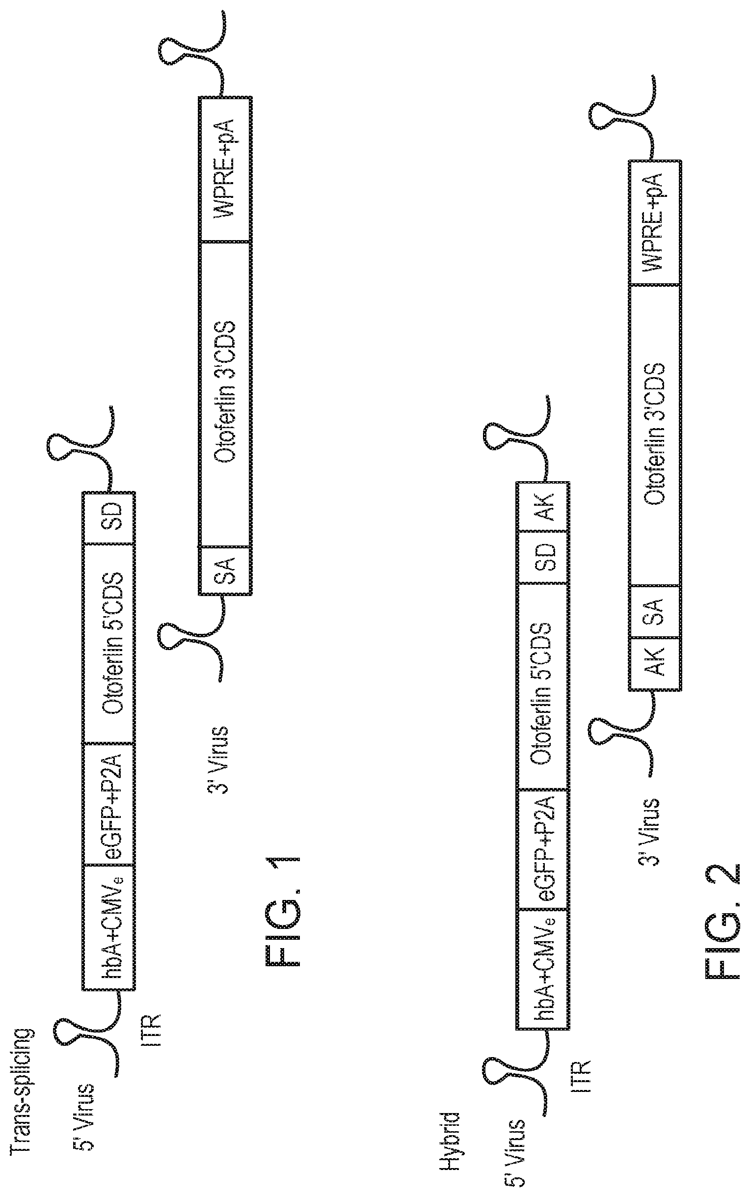 Patent US11781145 Figure 1 – Compositions and methods for treating non-age-associated hearing impairment in a human subject