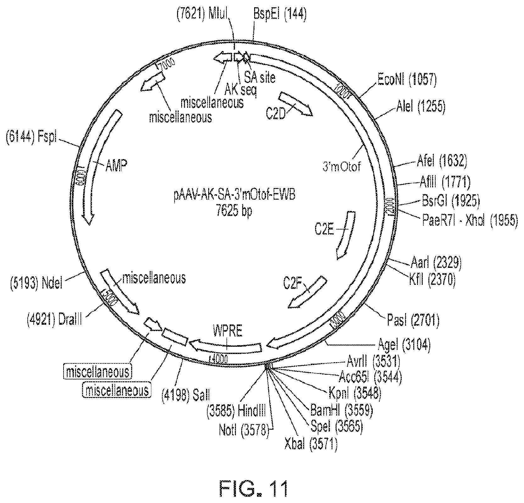 Patent US11781145 Figure 8 – Compositions and methods for treating non-age-associated hearing impairment in a human subject