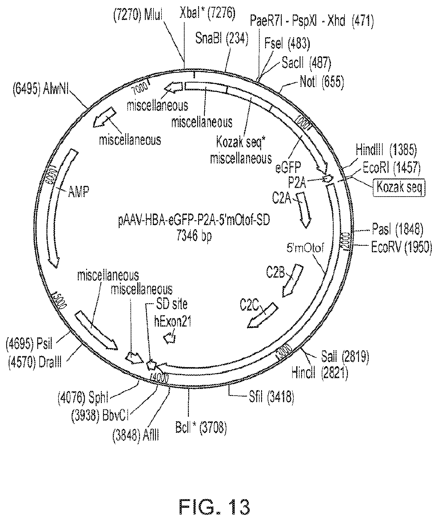 Patent US11781145 Figure 10 – Compositions and methods for treating non-age-associated hearing impairment in a human subject