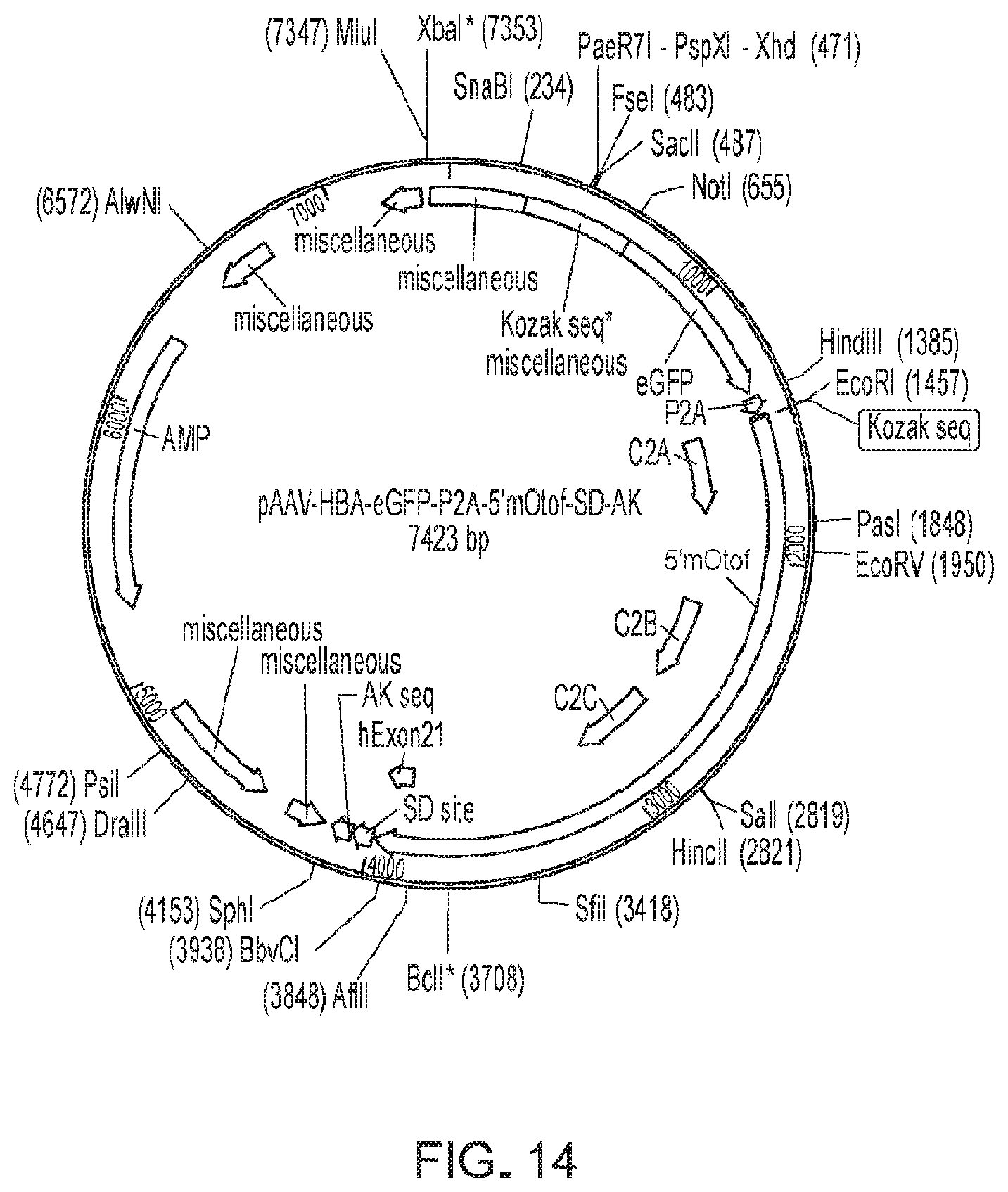 Patent US11781145 Figure 11 – Compositions and methods for treating non-age-associated hearing impairment in a human subject