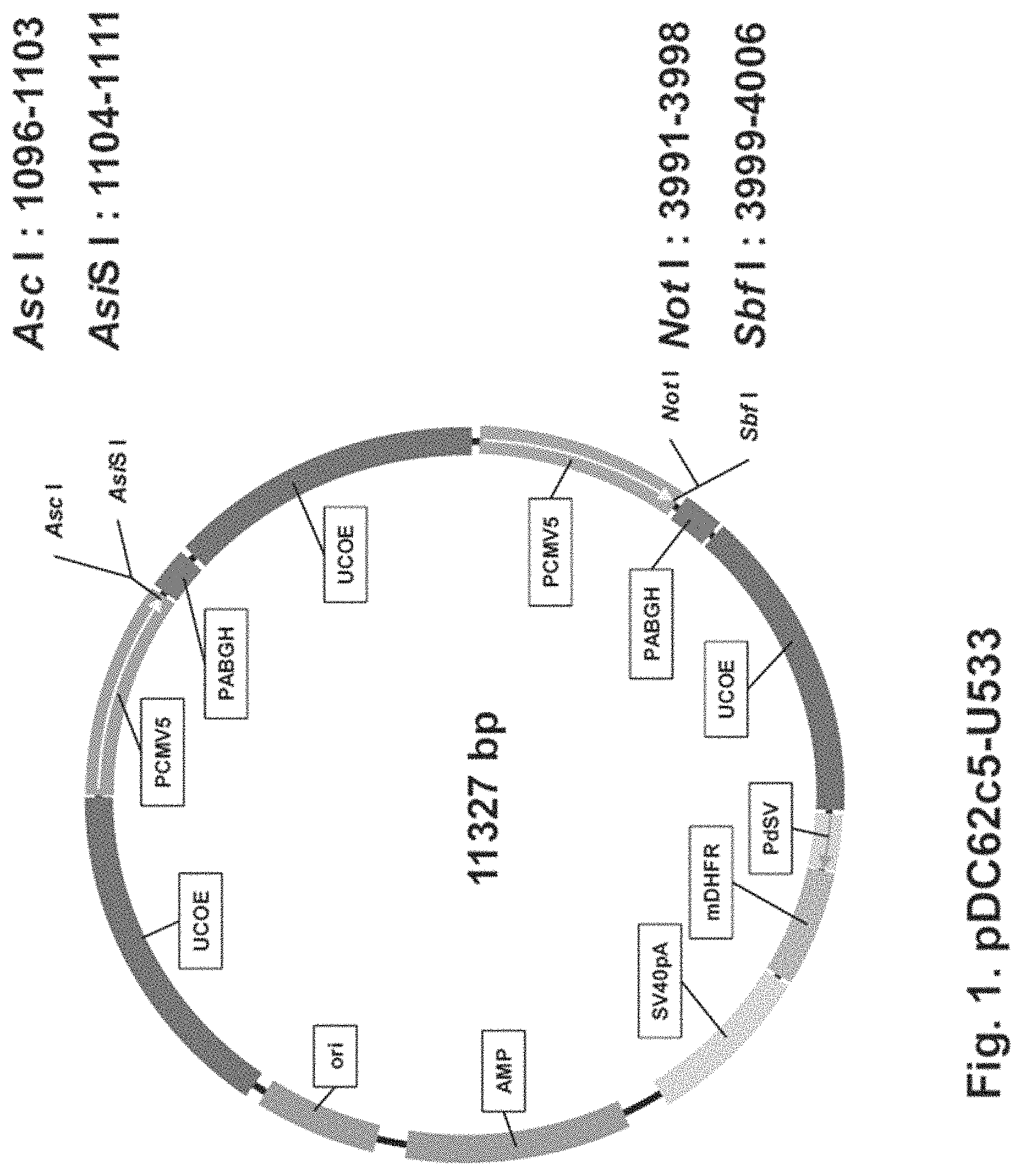 Patent US11781146 Figure 1 – Vector including a translation-impaired dihydrofolate reductase gene cassette and ubiquitously acting chromatin opening element