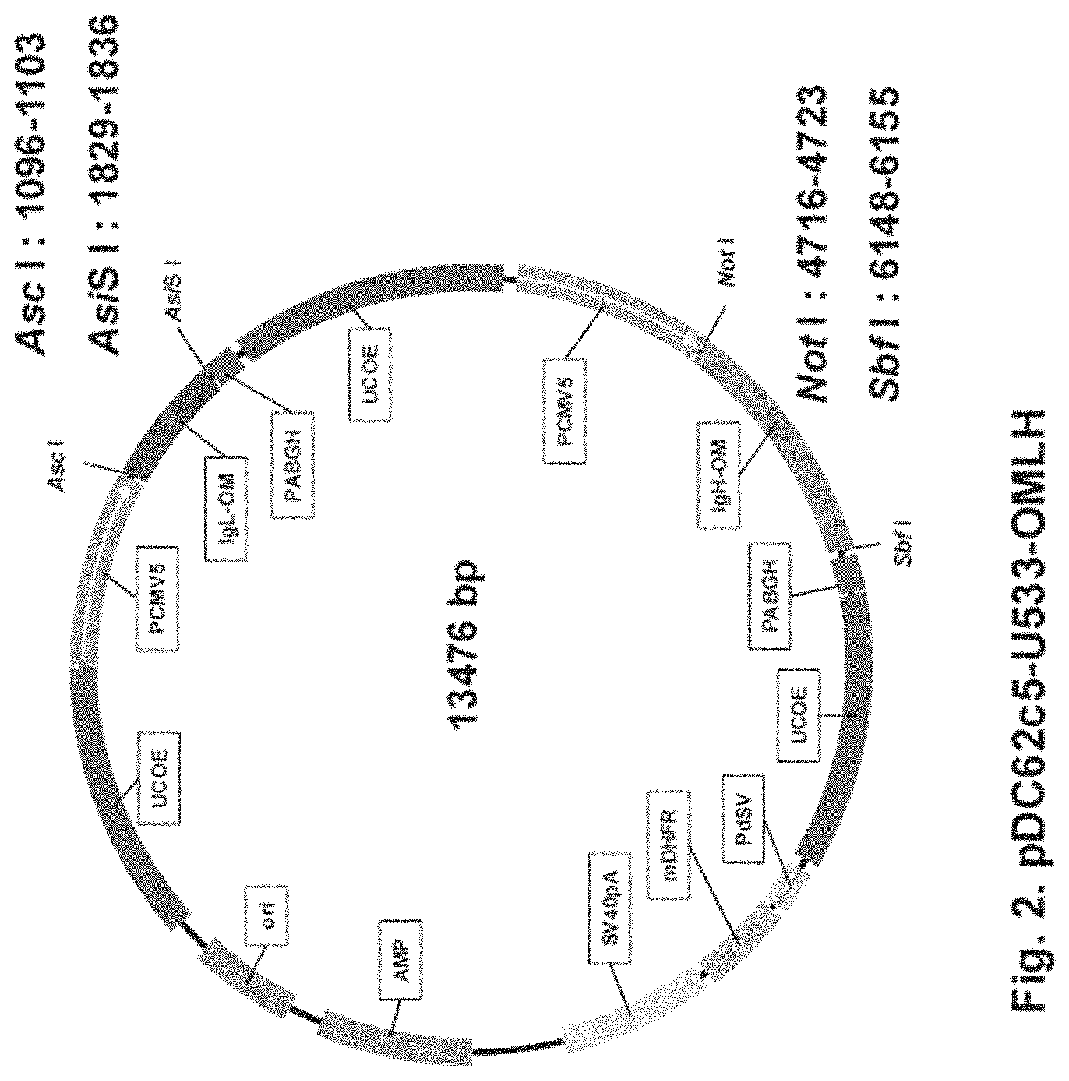 Patent US11781146 Figure 2 – Vector including a translation-impaired dihydrofolate reductase gene cassette and ubiquitously acting chromatin opening element