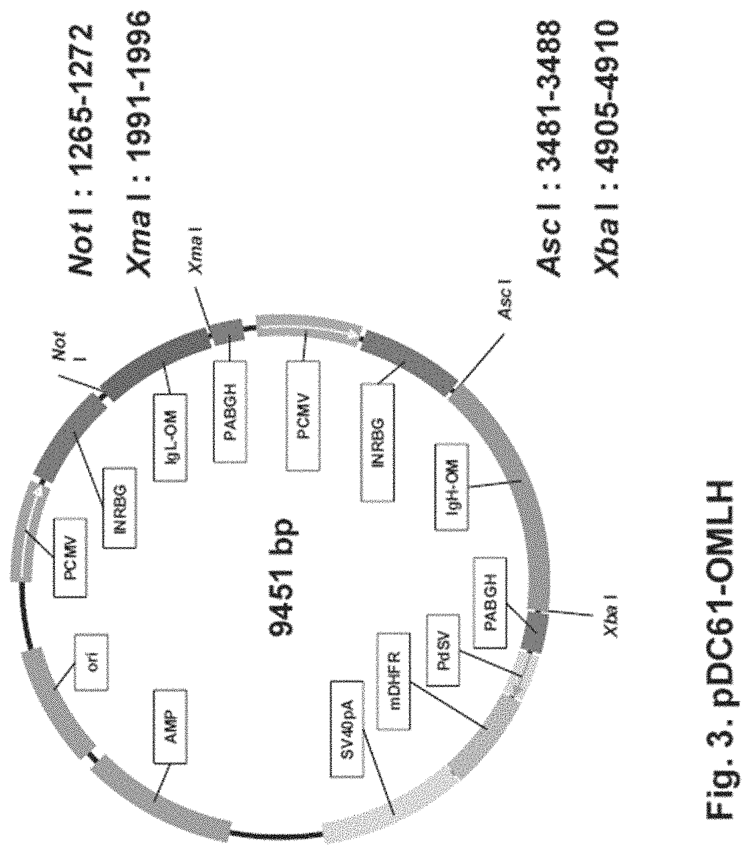 Patent US11781146 Figure 3 – Vector including a translation-impaired dihydrofolate reductase gene cassette and ubiquitously acting chromatin opening element