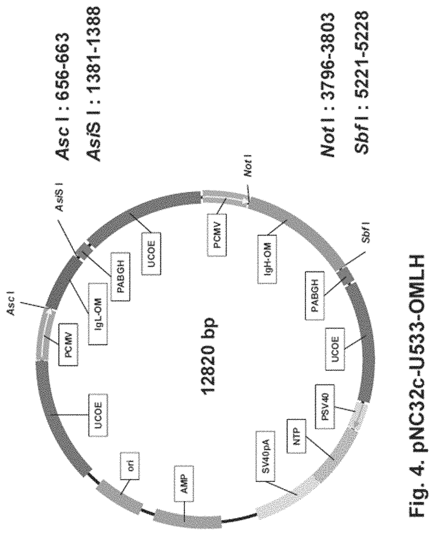 Patent US11781146 Figure 4 – Vector including a translation-impaired dihydrofolate reductase gene cassette and ubiquitously acting chromatin opening element