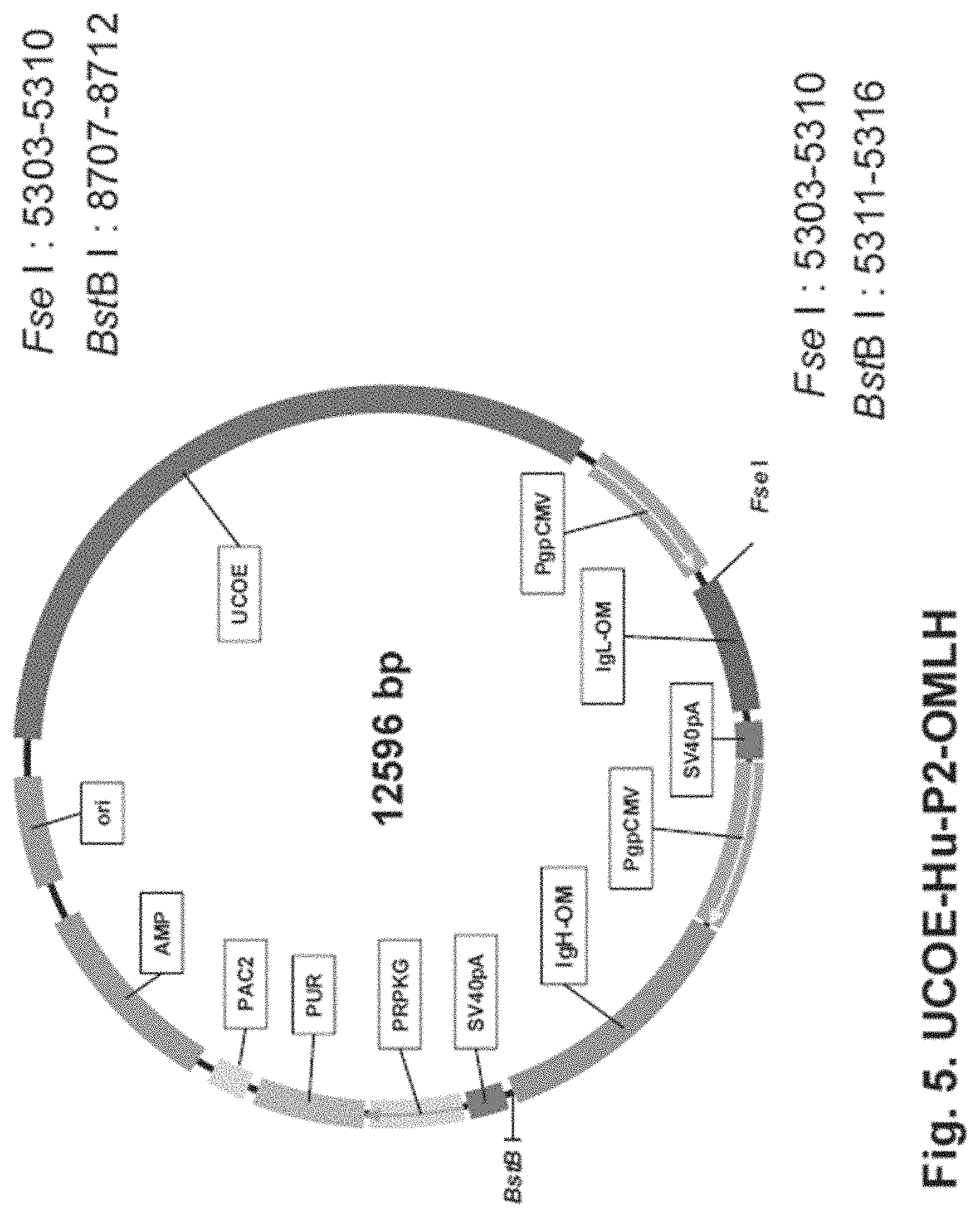 Patent US11781146 Figure 5 – Vector including a translation-impaired dihydrofolate reductase gene cassette and ubiquitously acting chromatin opening element